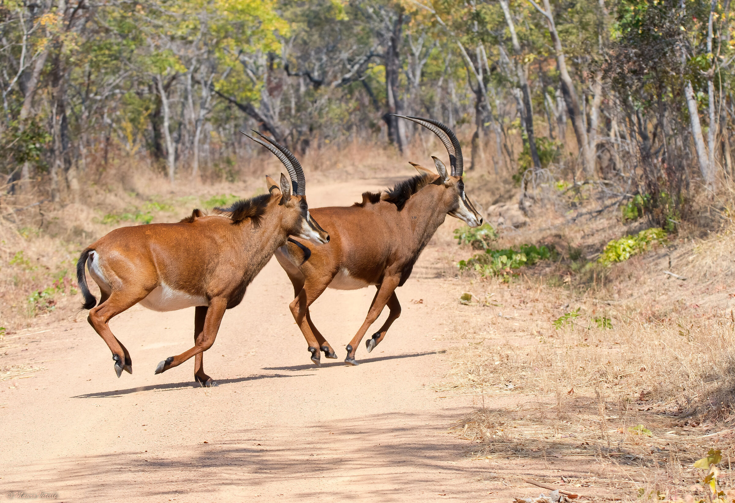 Antilope nera (Hippotragus niger)