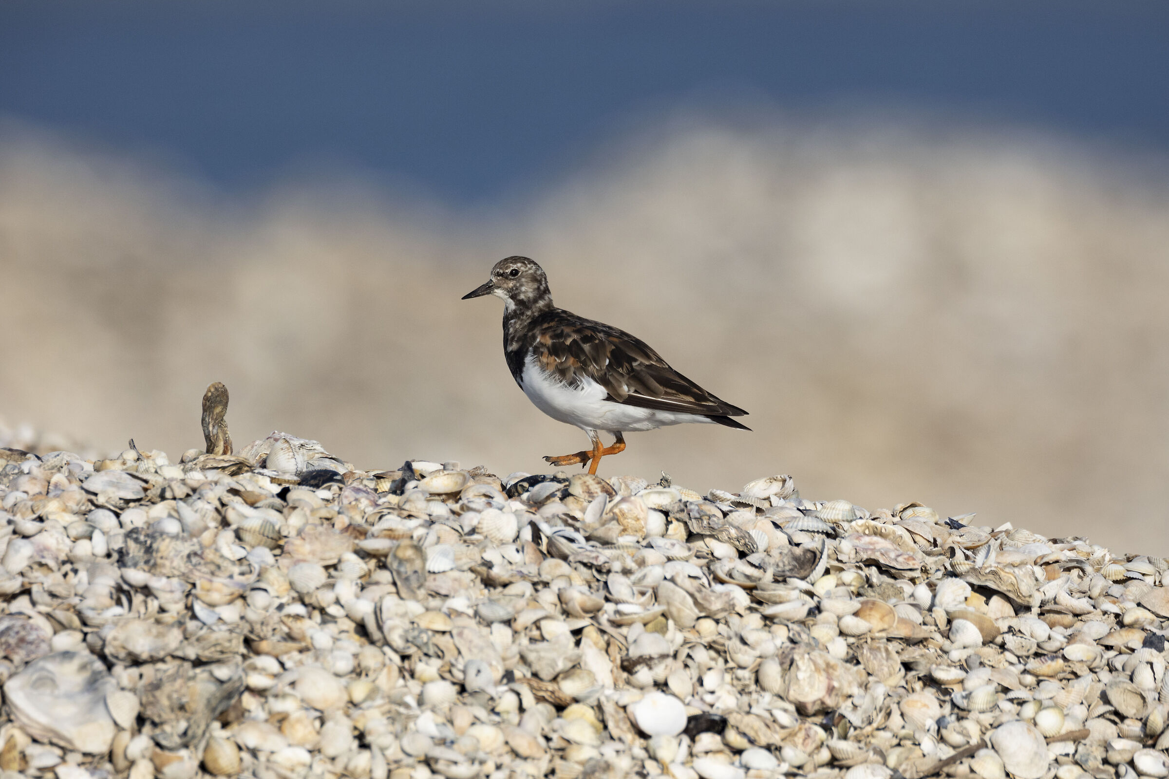 Il paradiso del voltapietre