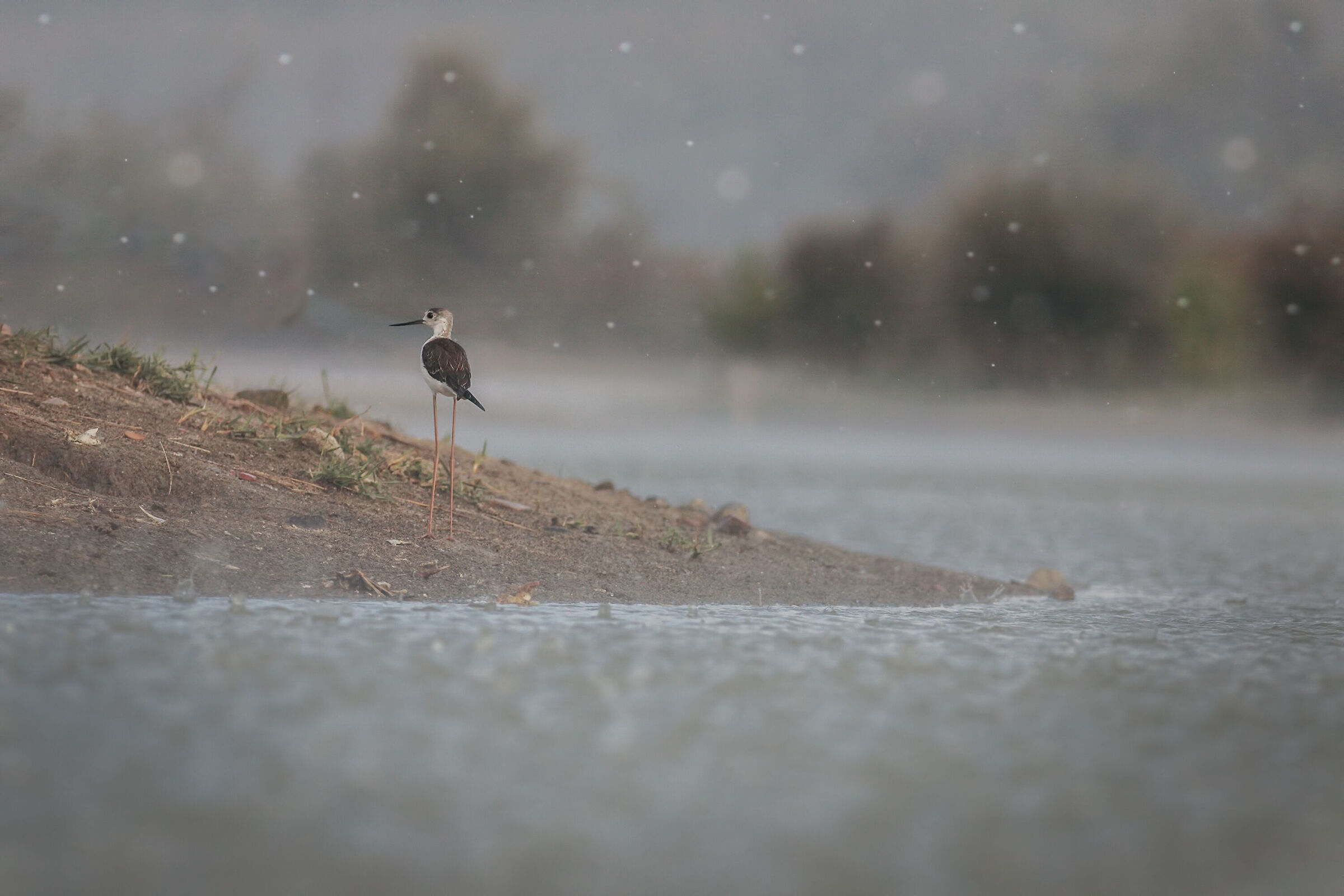 In the rain