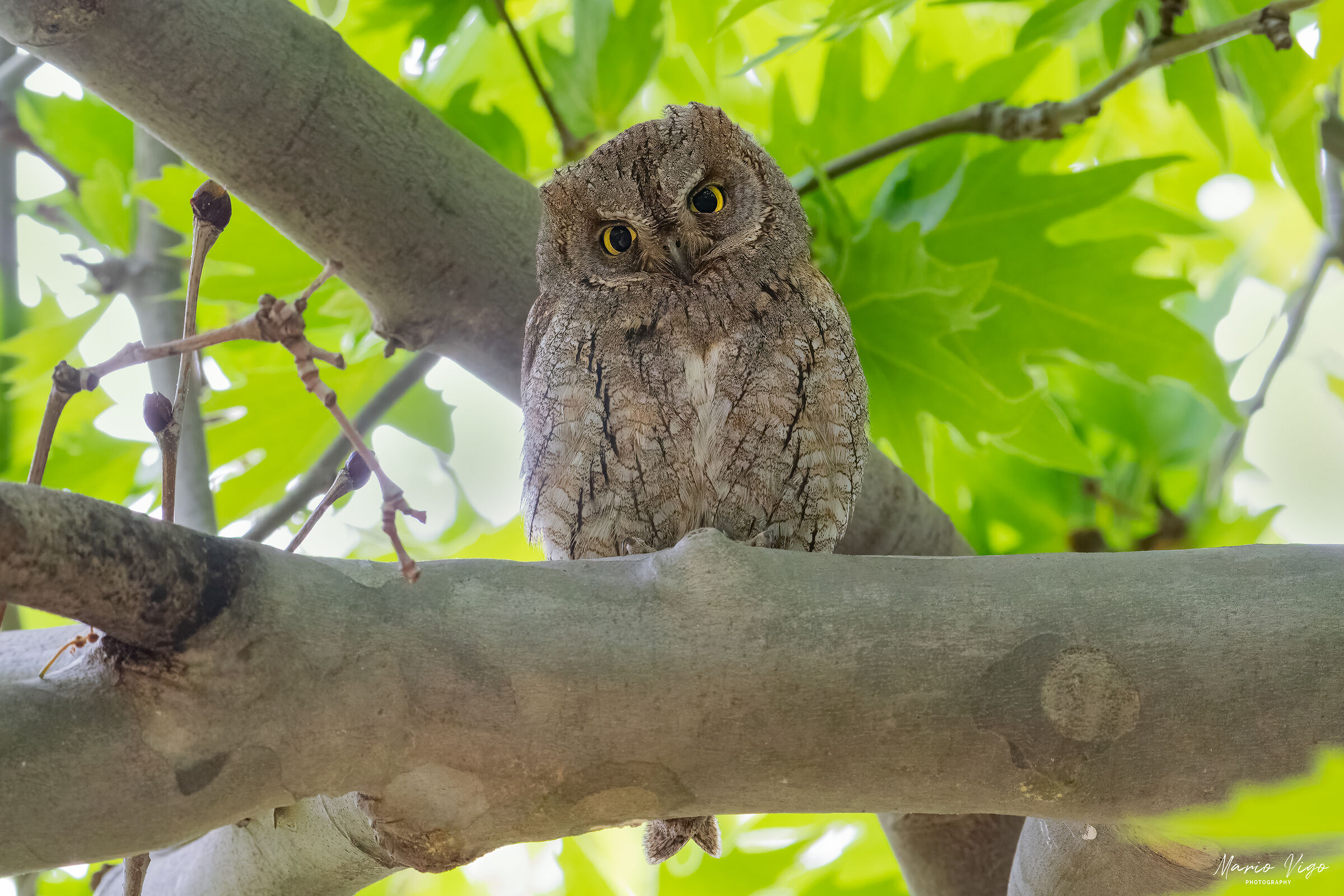 Scops owl