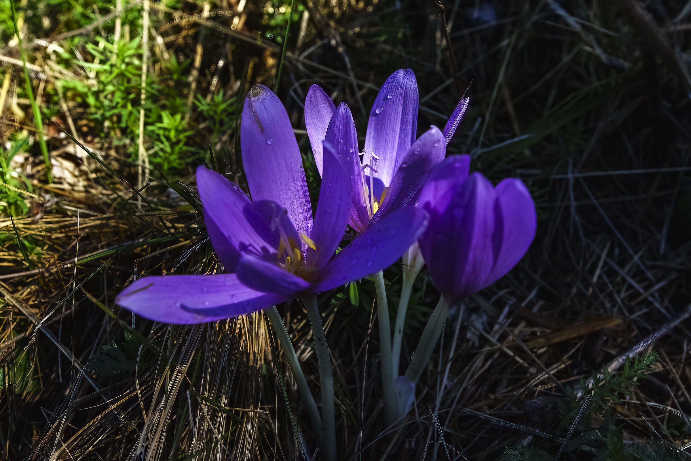 Crocus