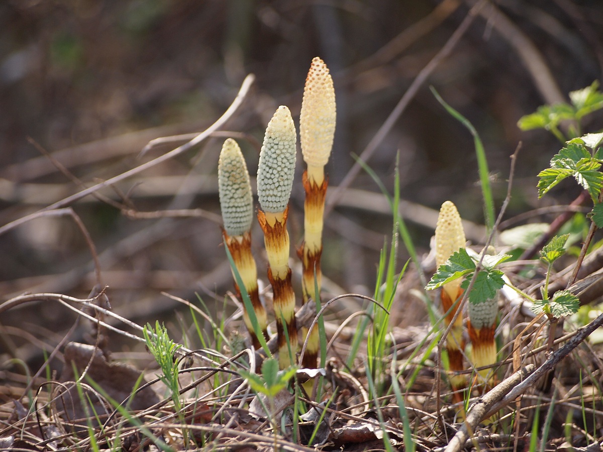 Park And Enza Montecchio