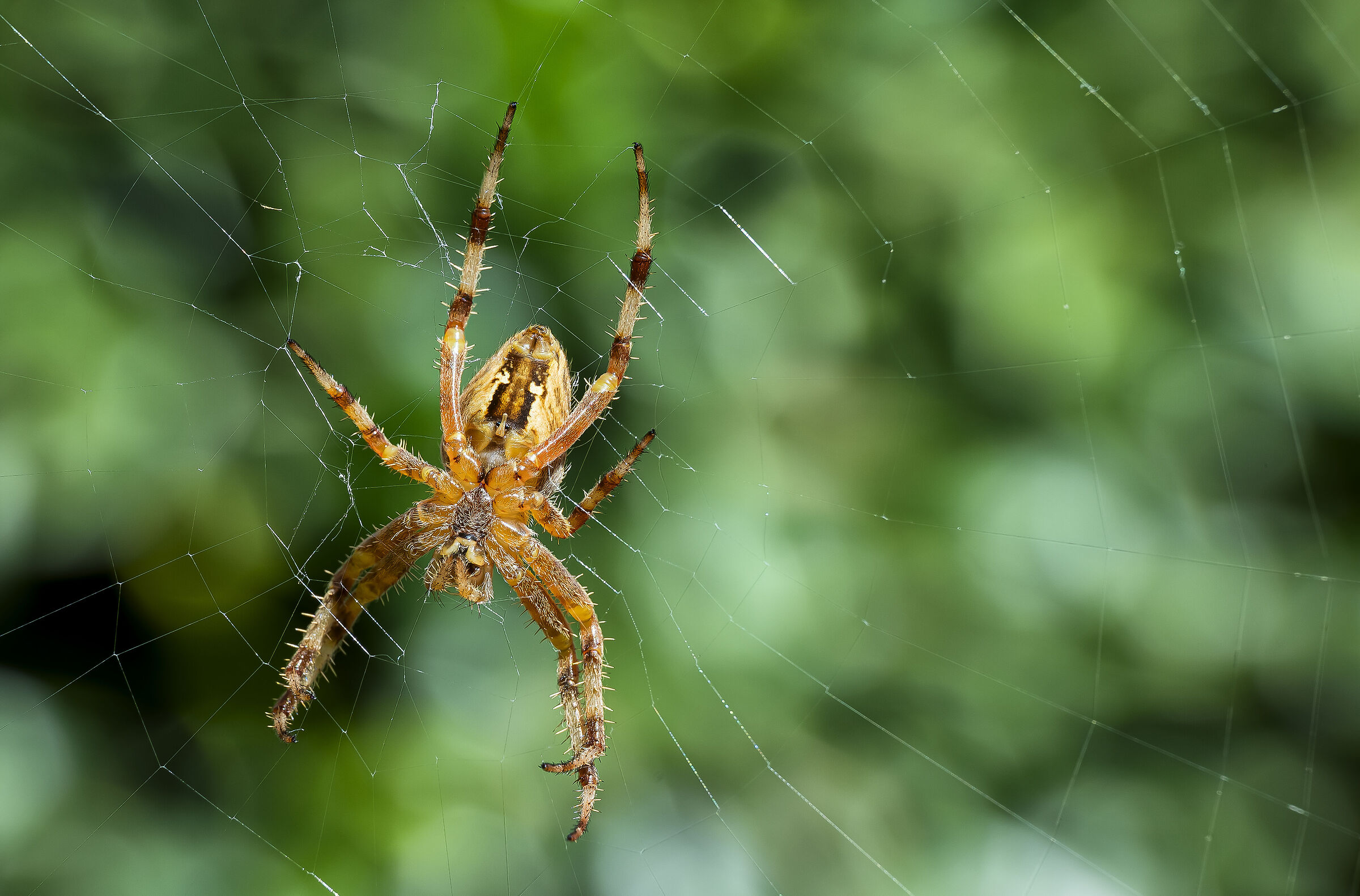 Spider of my garden with Marumi 3 diopters