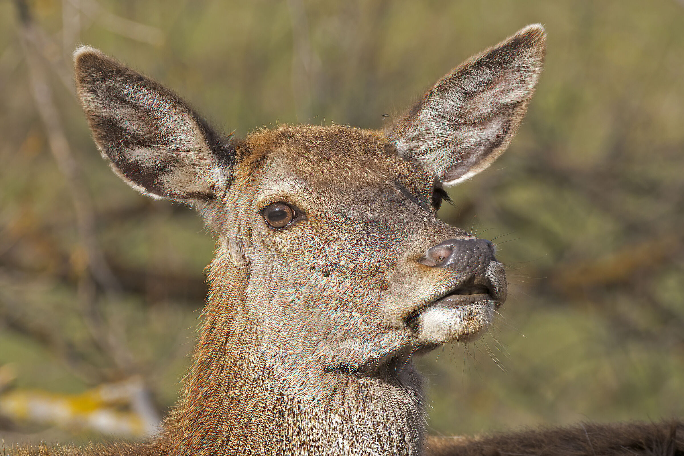 Flies with Deer