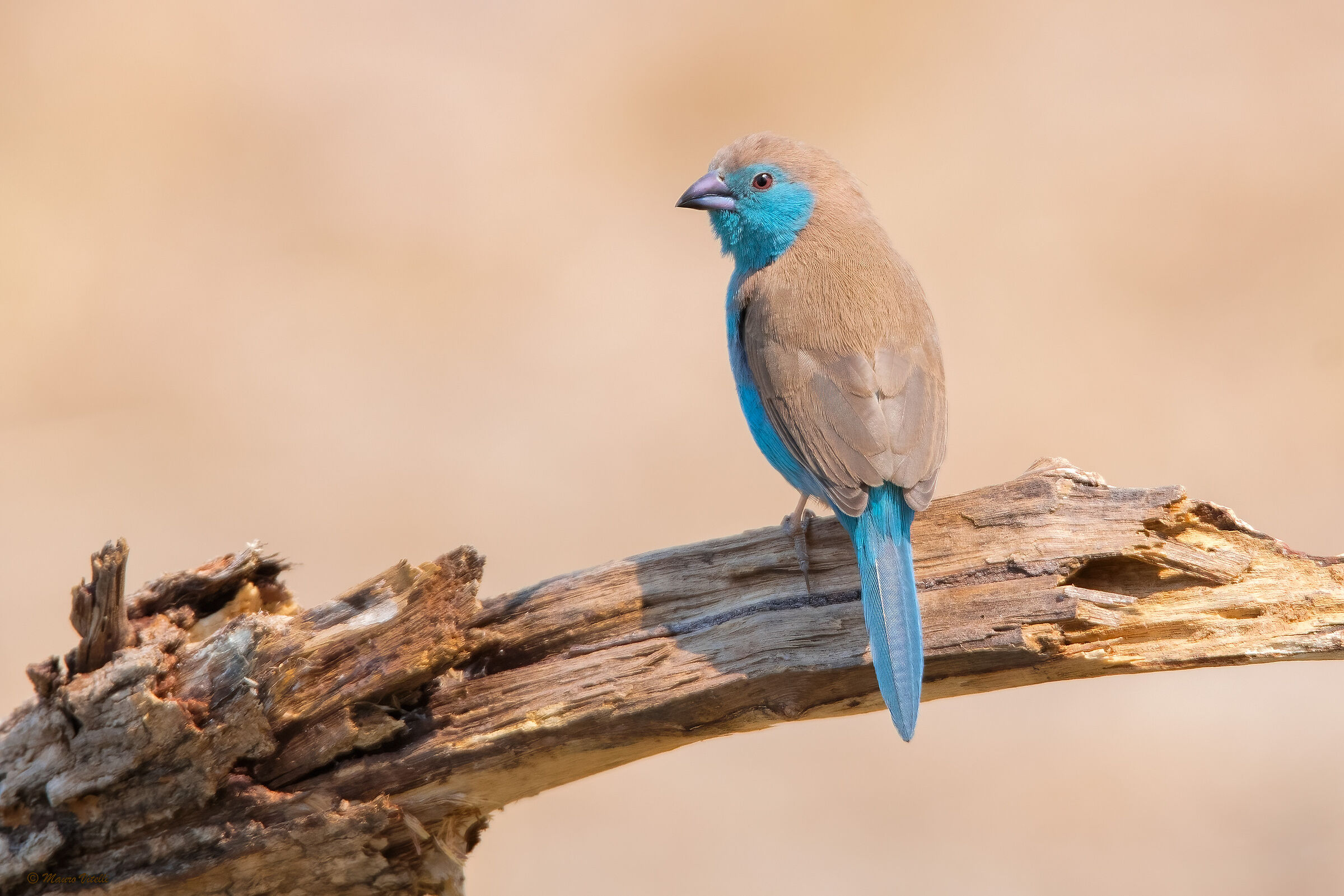 Blue wax beak (Uraeginthus angolensis)