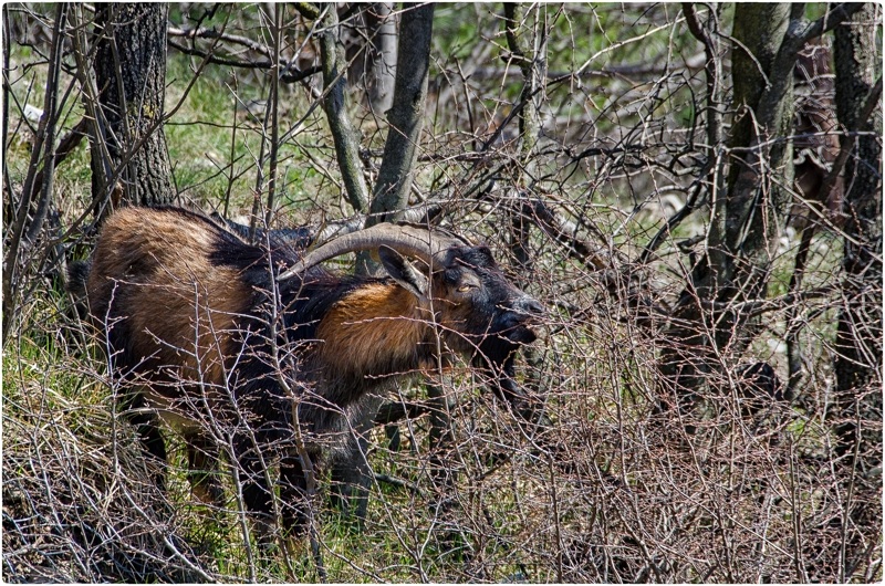 Riserva Naturale Regionale Della Val Rosandra