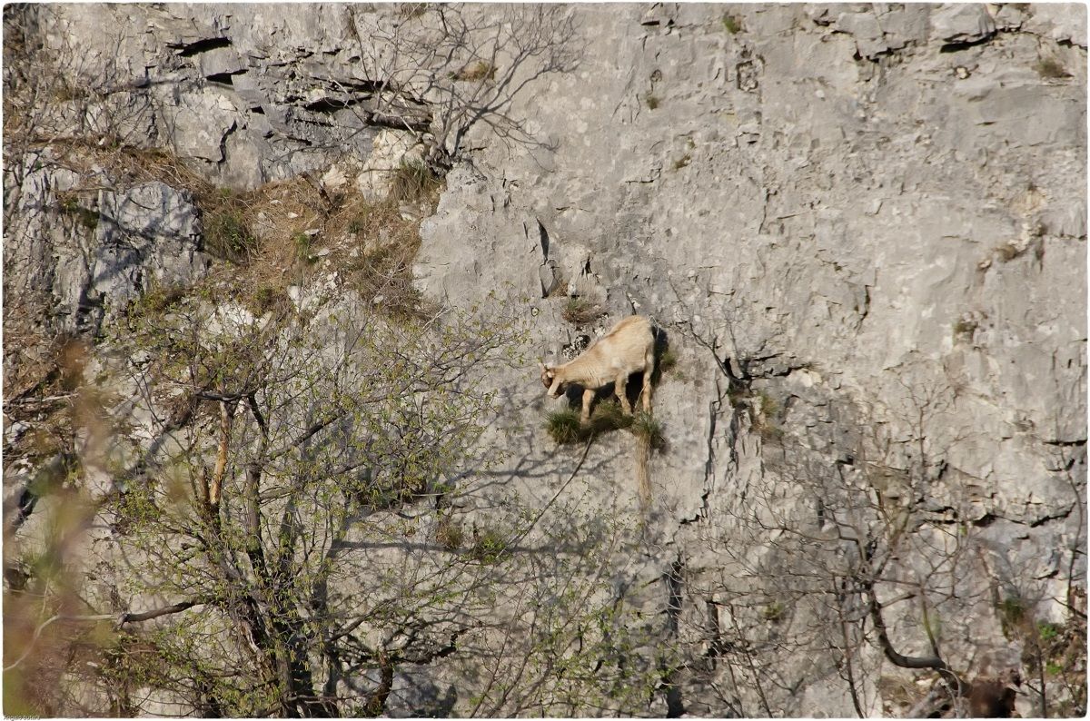 Riserva Naturale Regionale Della Val Rosandra