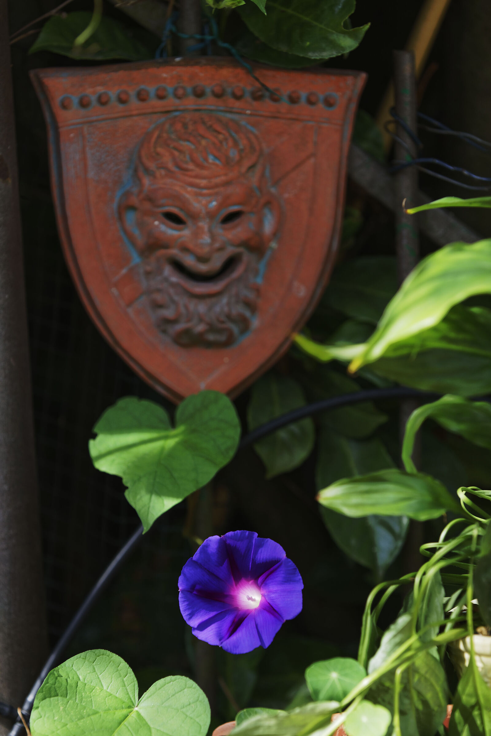 Il satrapo fiorito