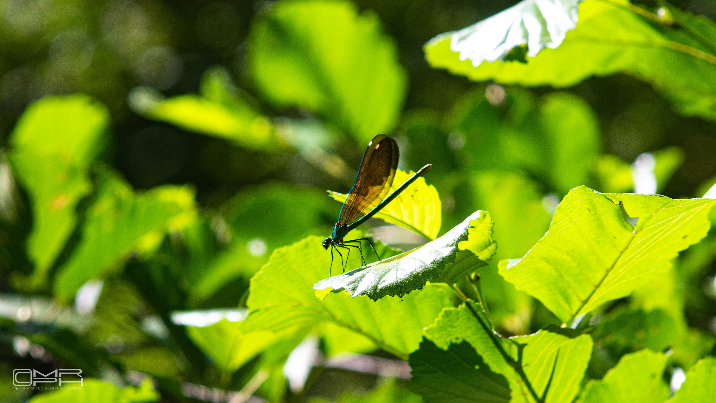 dragonfly