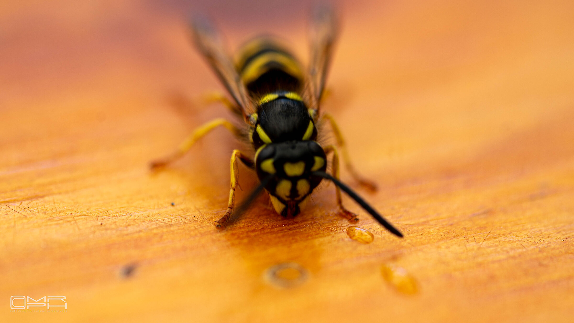 Wasp