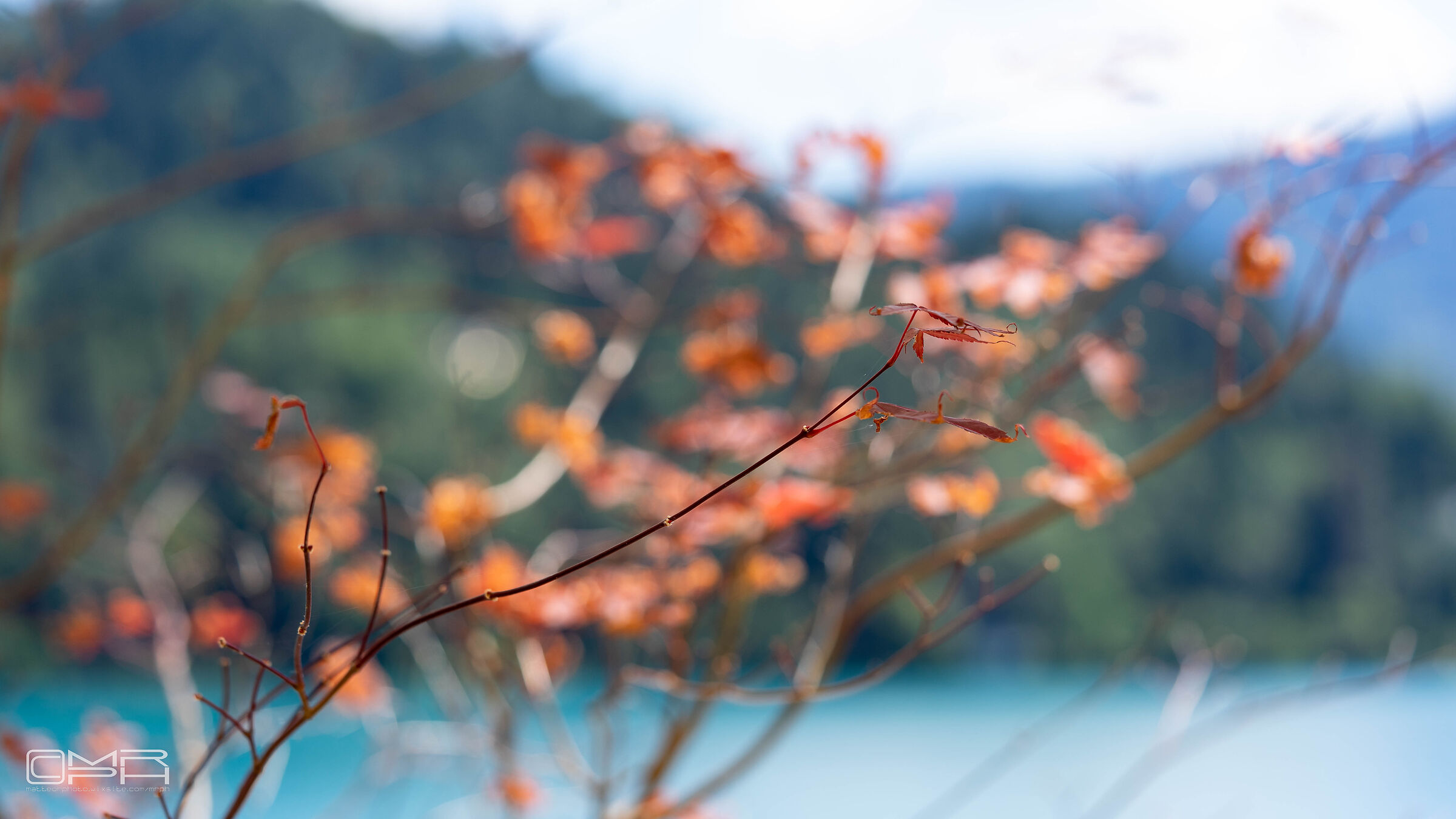 contrasting branch