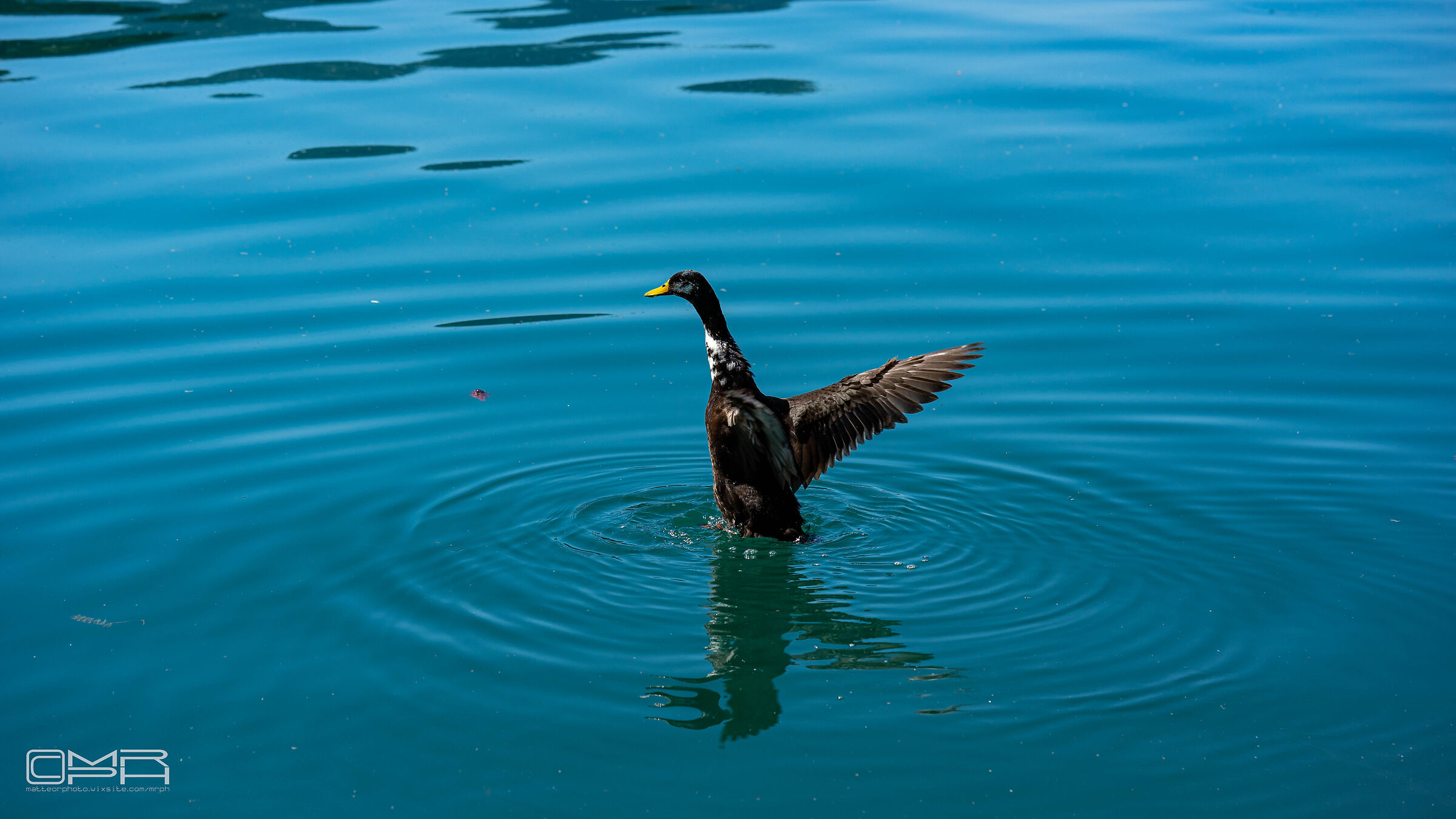 goose taking off