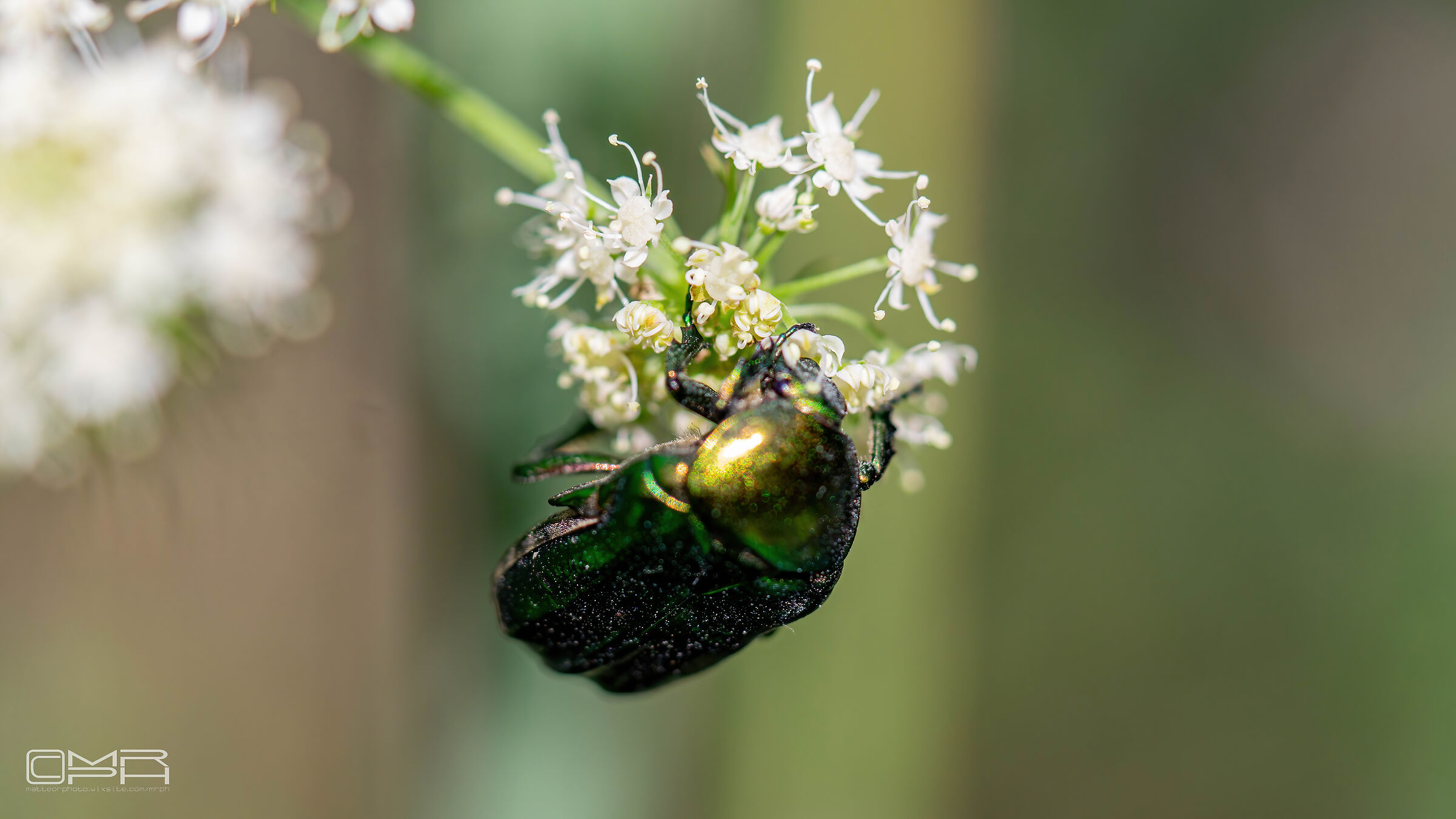beetle