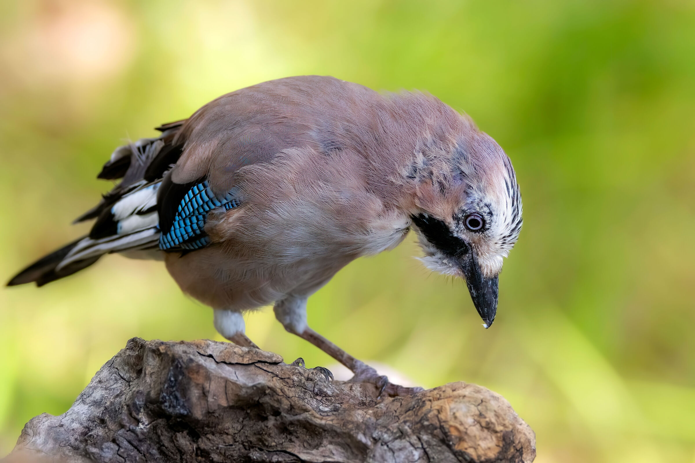The profile of the Jay
