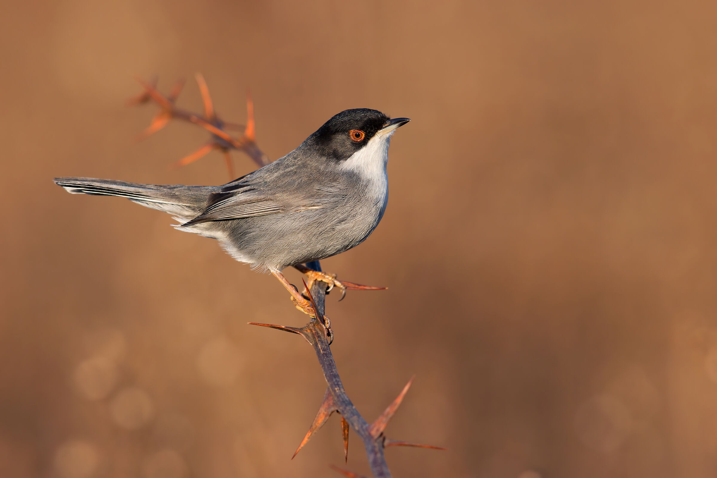 Sardinian warbler