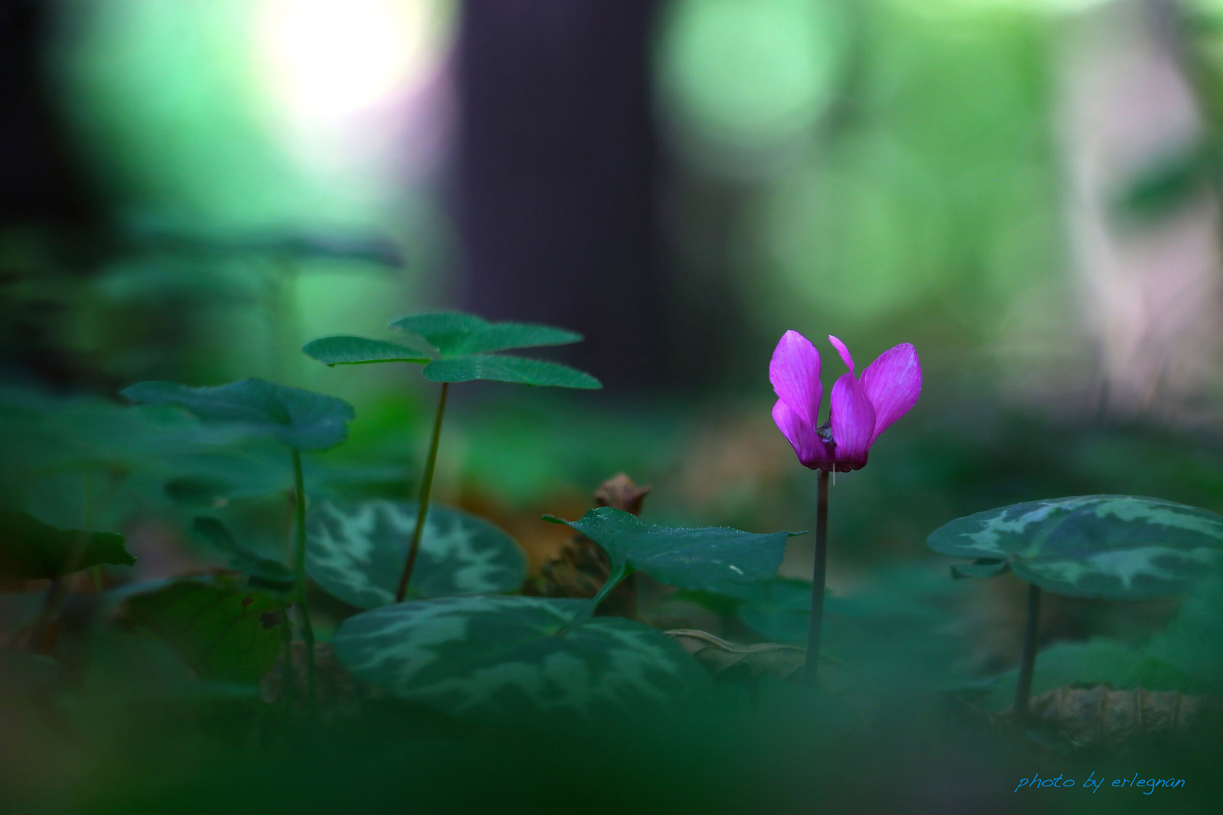 His grace the CYCLAMEN