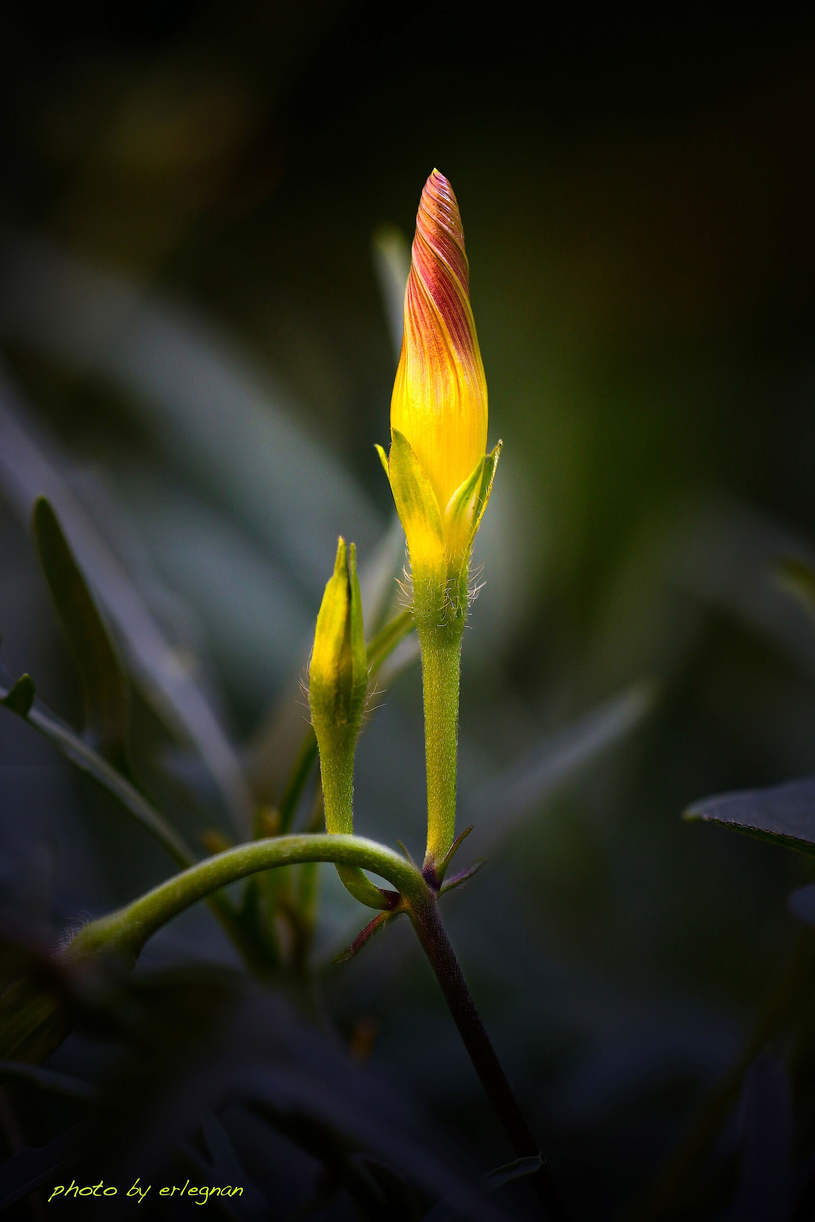 Campanula bud