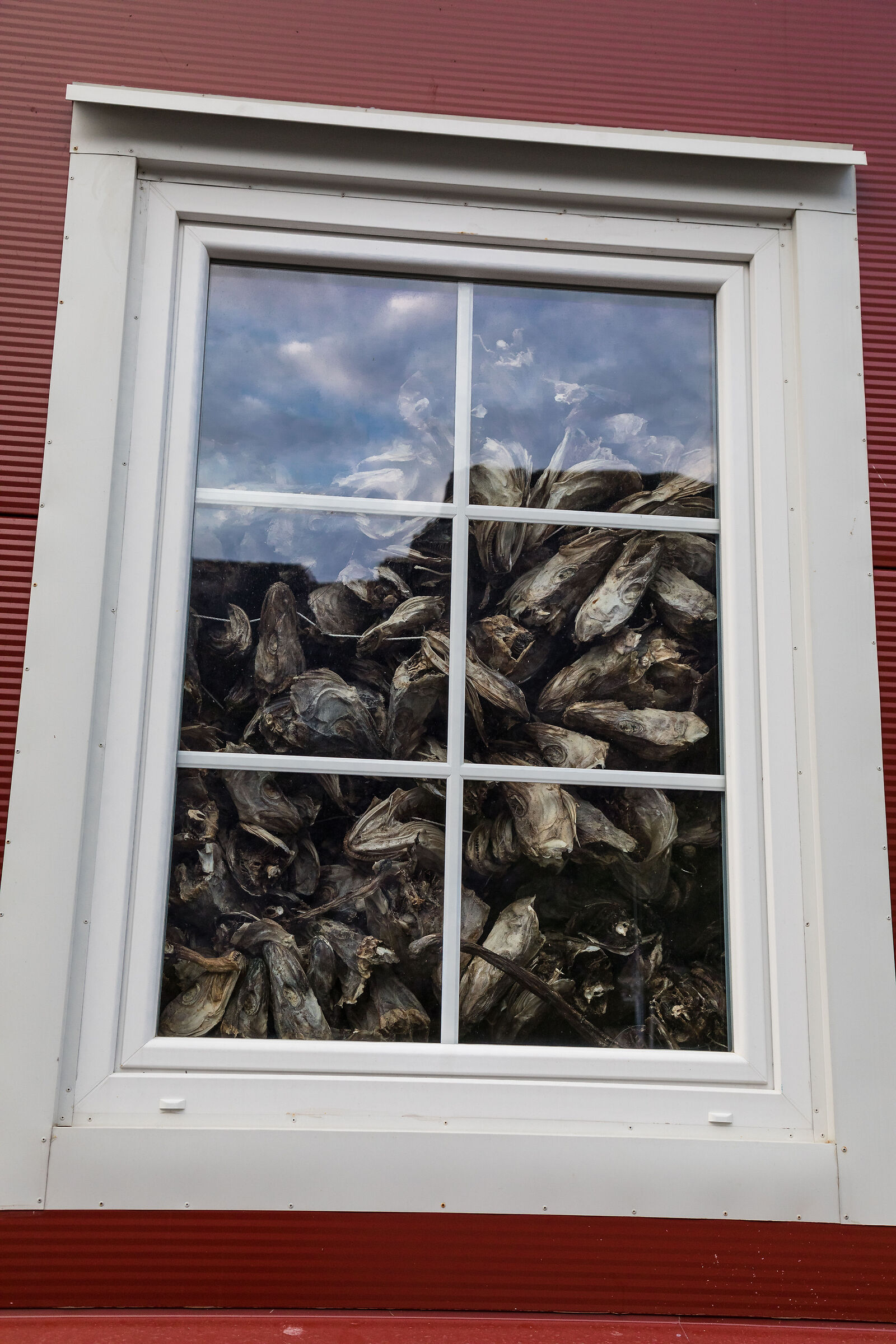 Stockfish heads
