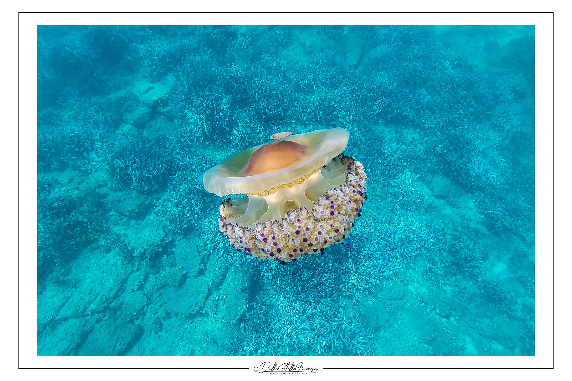 Cotylorhiza tuberculata