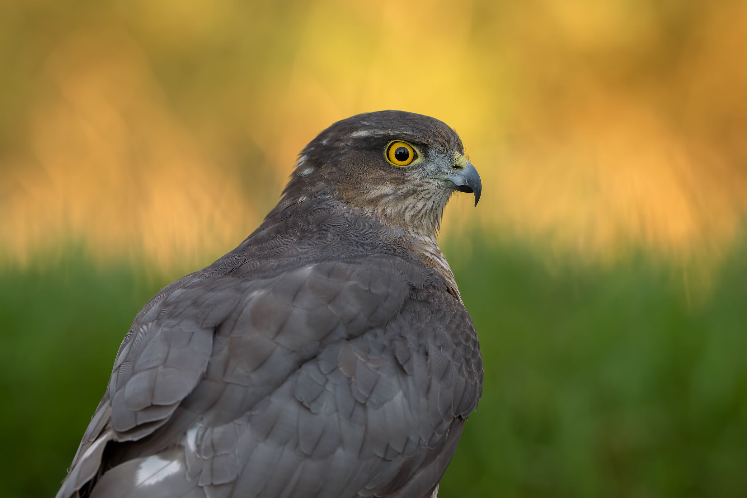 Sparrowhawk