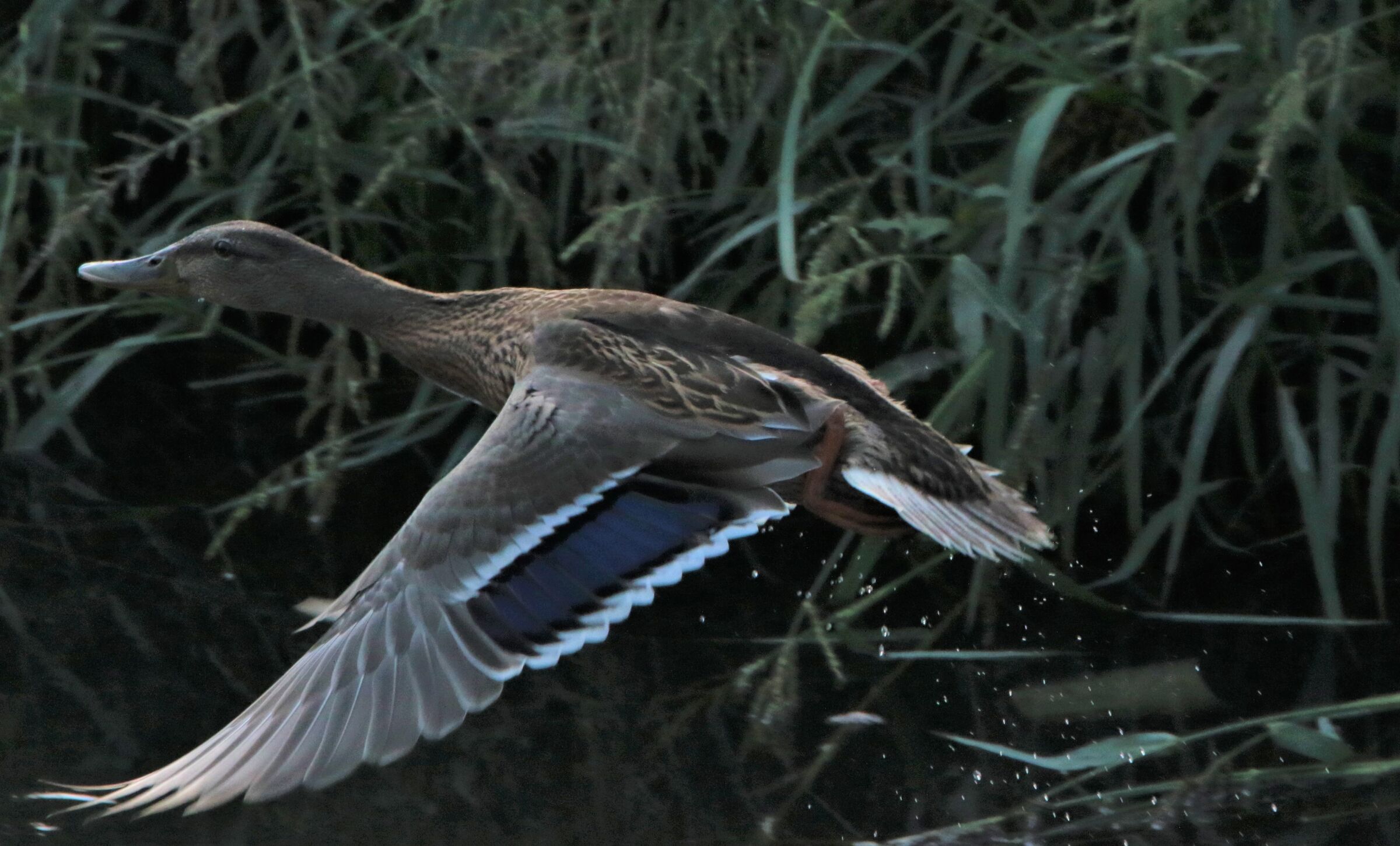 at the slightest noise!!