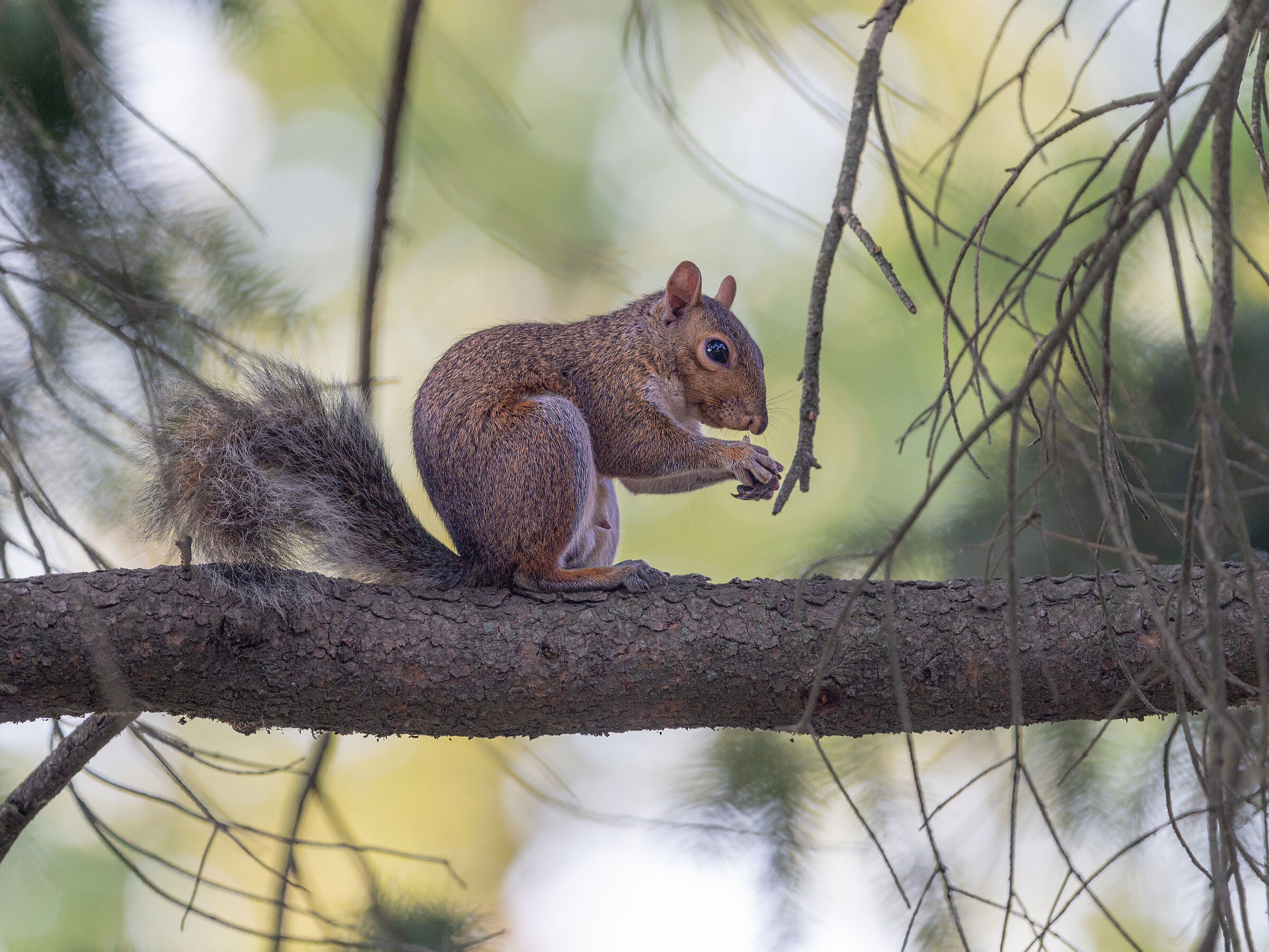 Sciurus, della famiglia degli Sciuridi
