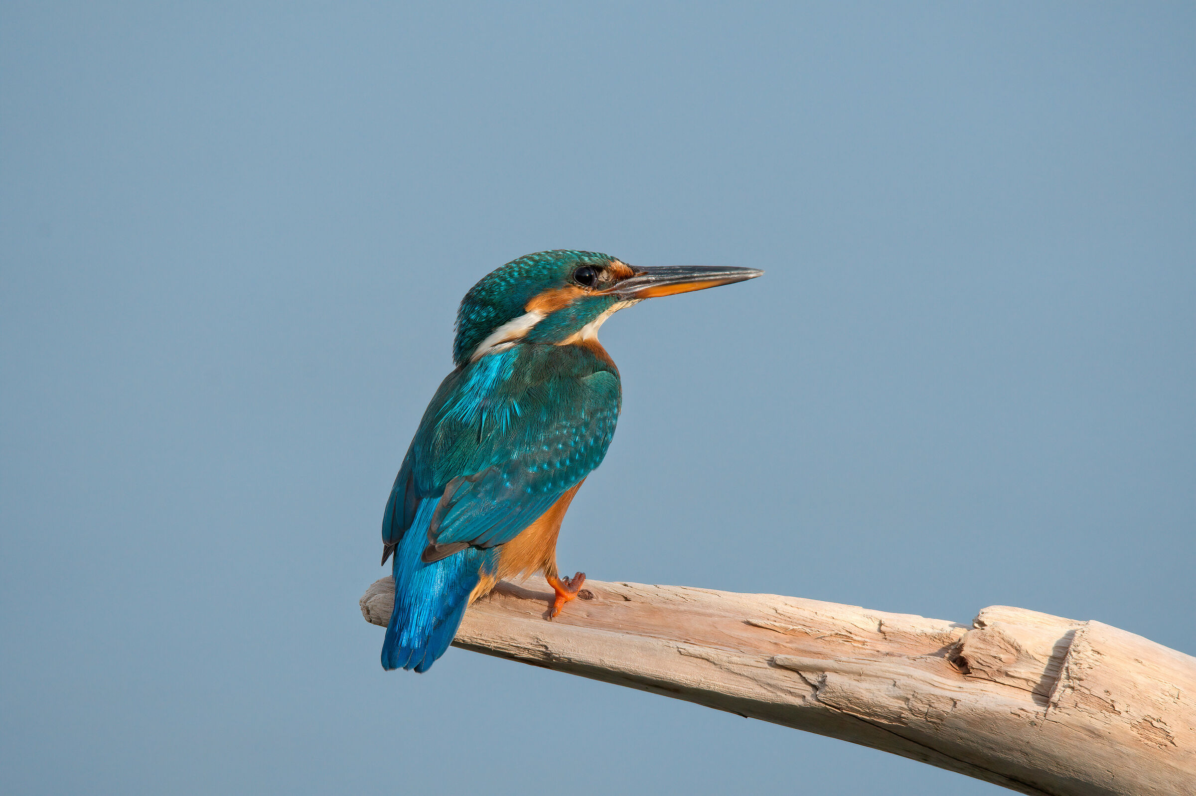 Martin Pescatore (kingfisher)