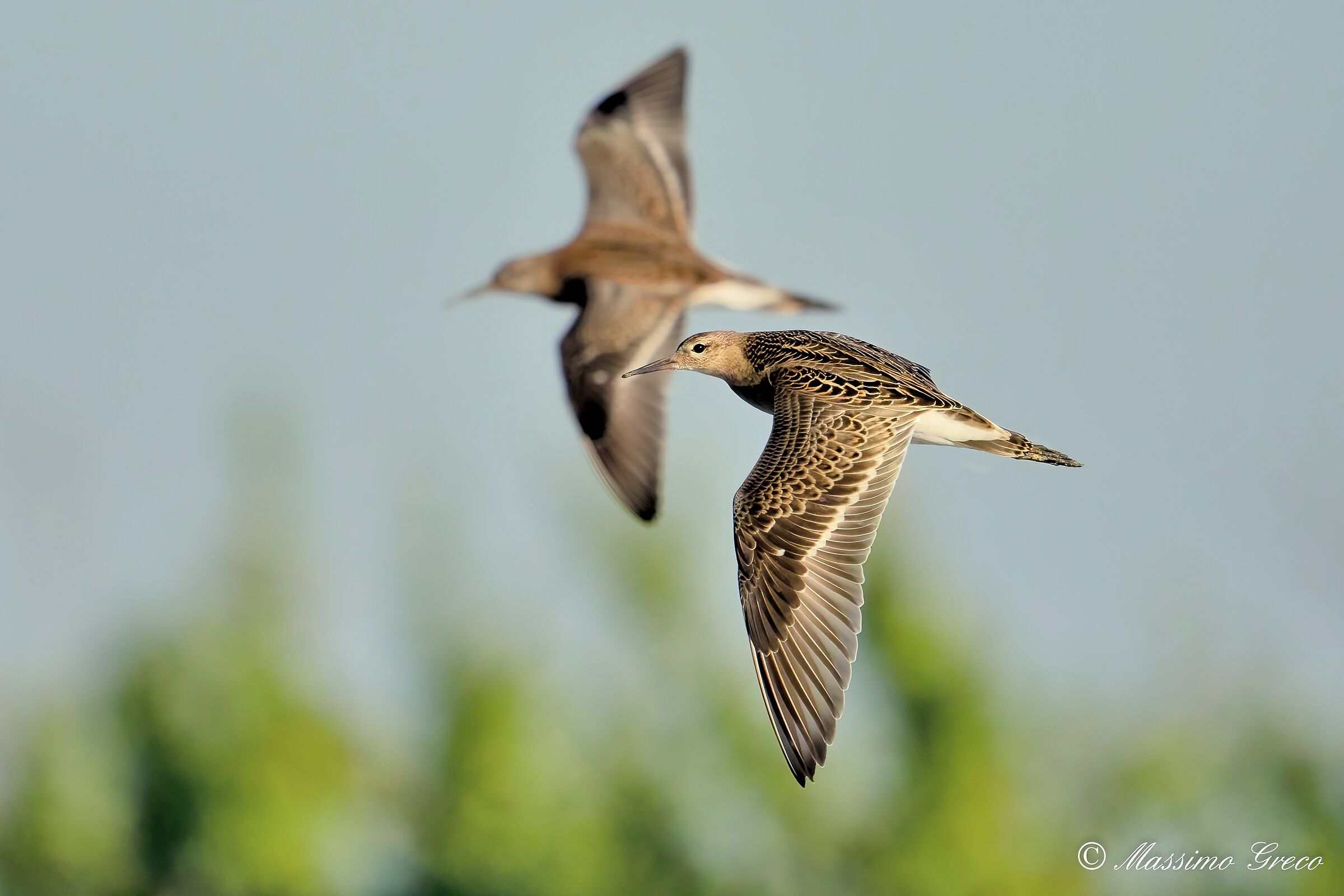 Fighters (Philomachus pugnax)