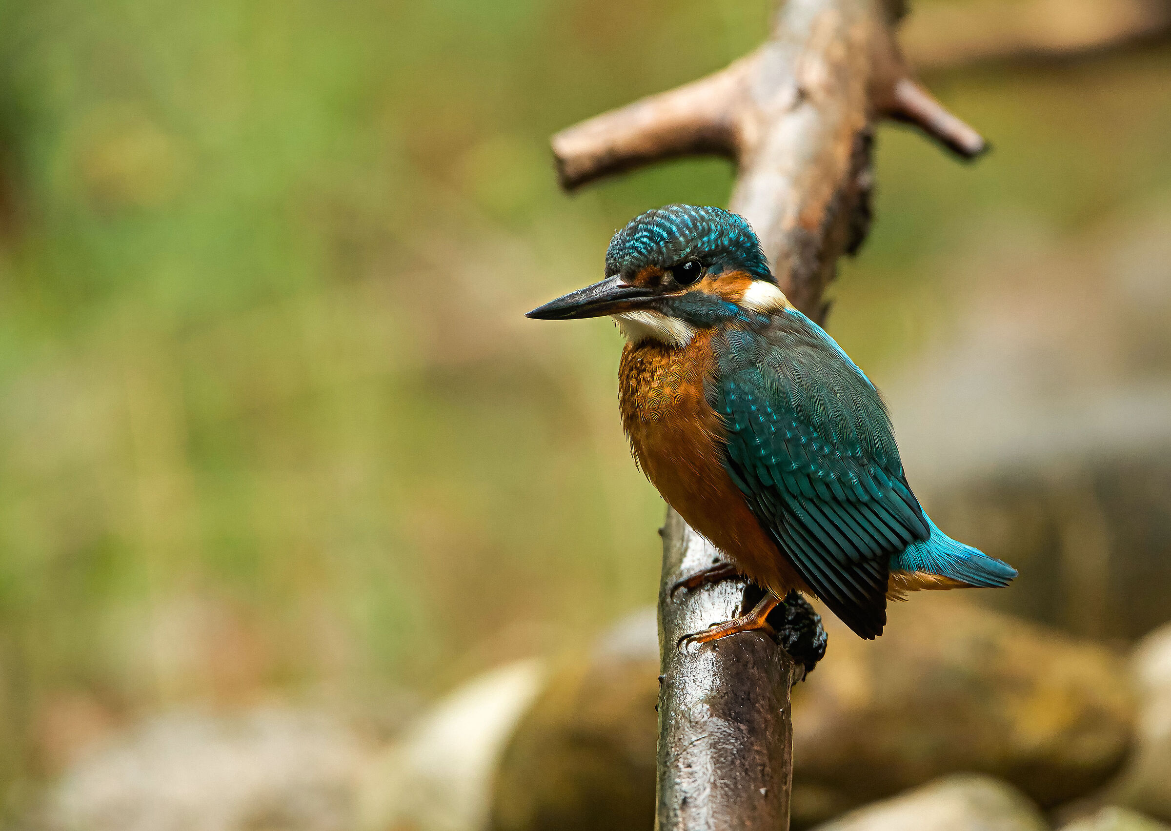 kingfisher in the rain