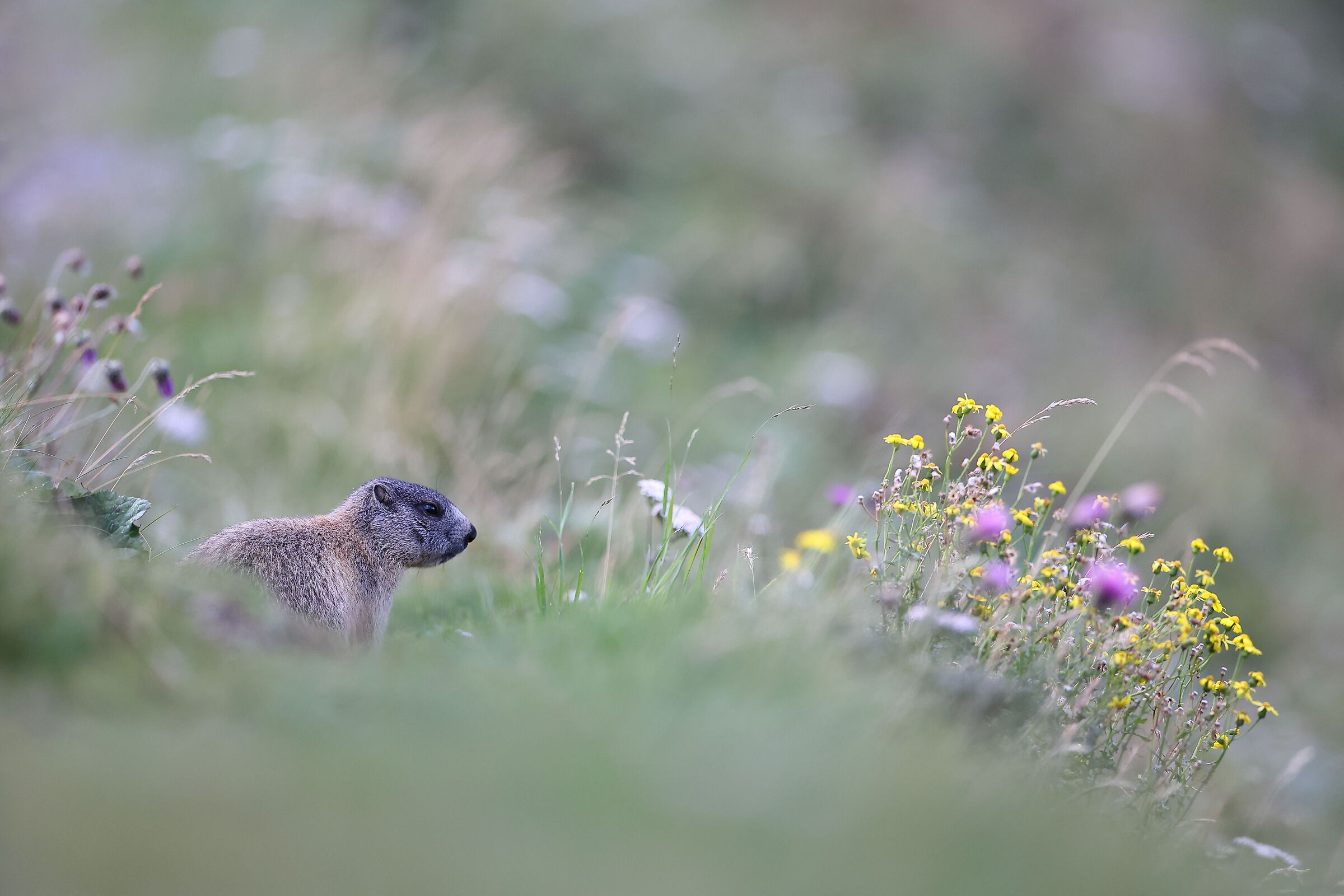 Marmottina (Marmot)