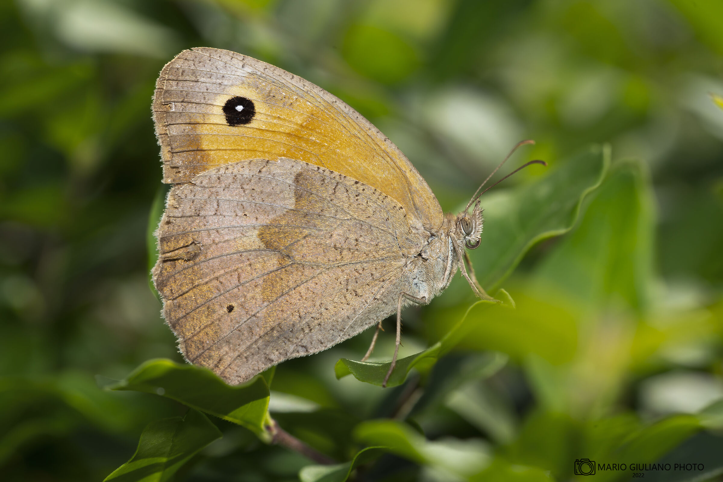 Maniola jurtina