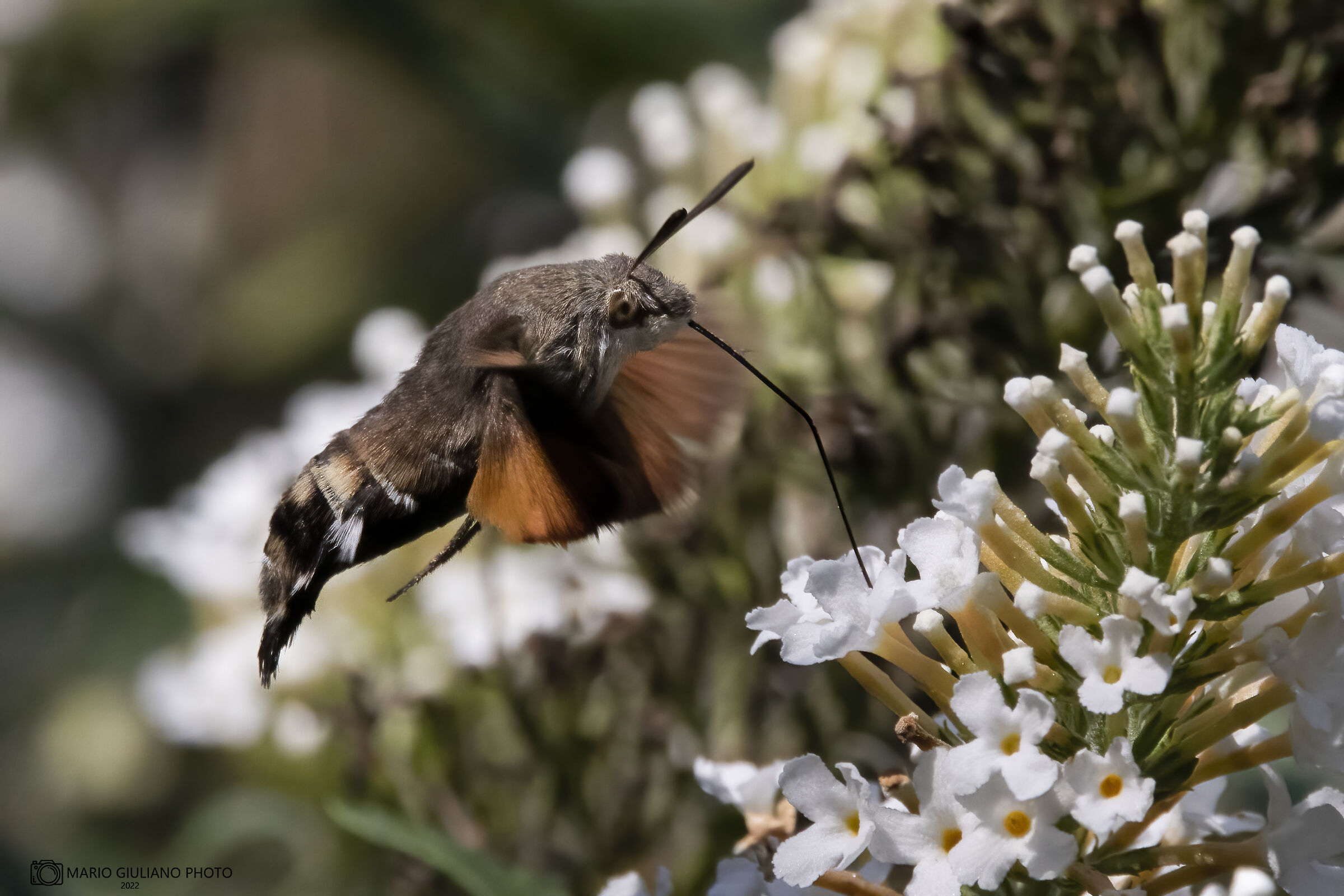 Macroglossum stellatarum