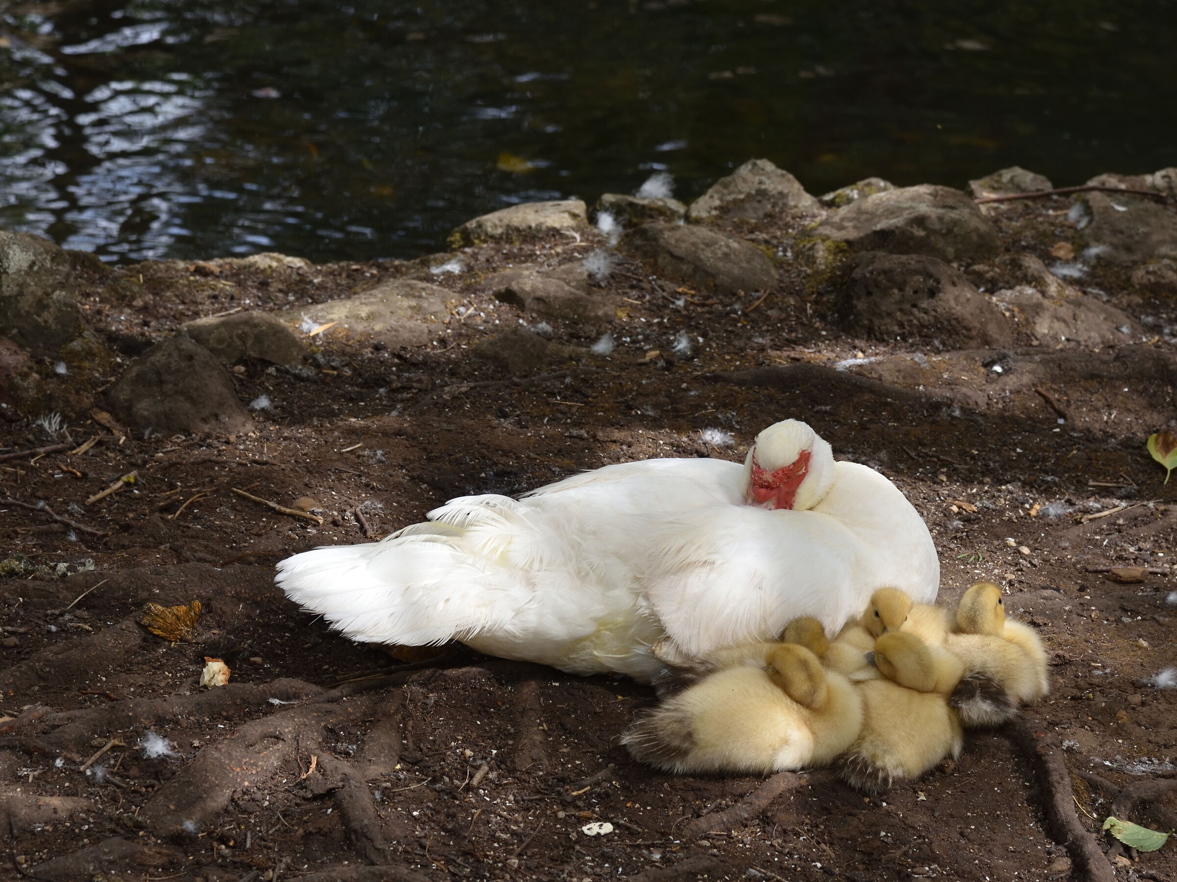 la mamma e i sui pulcini