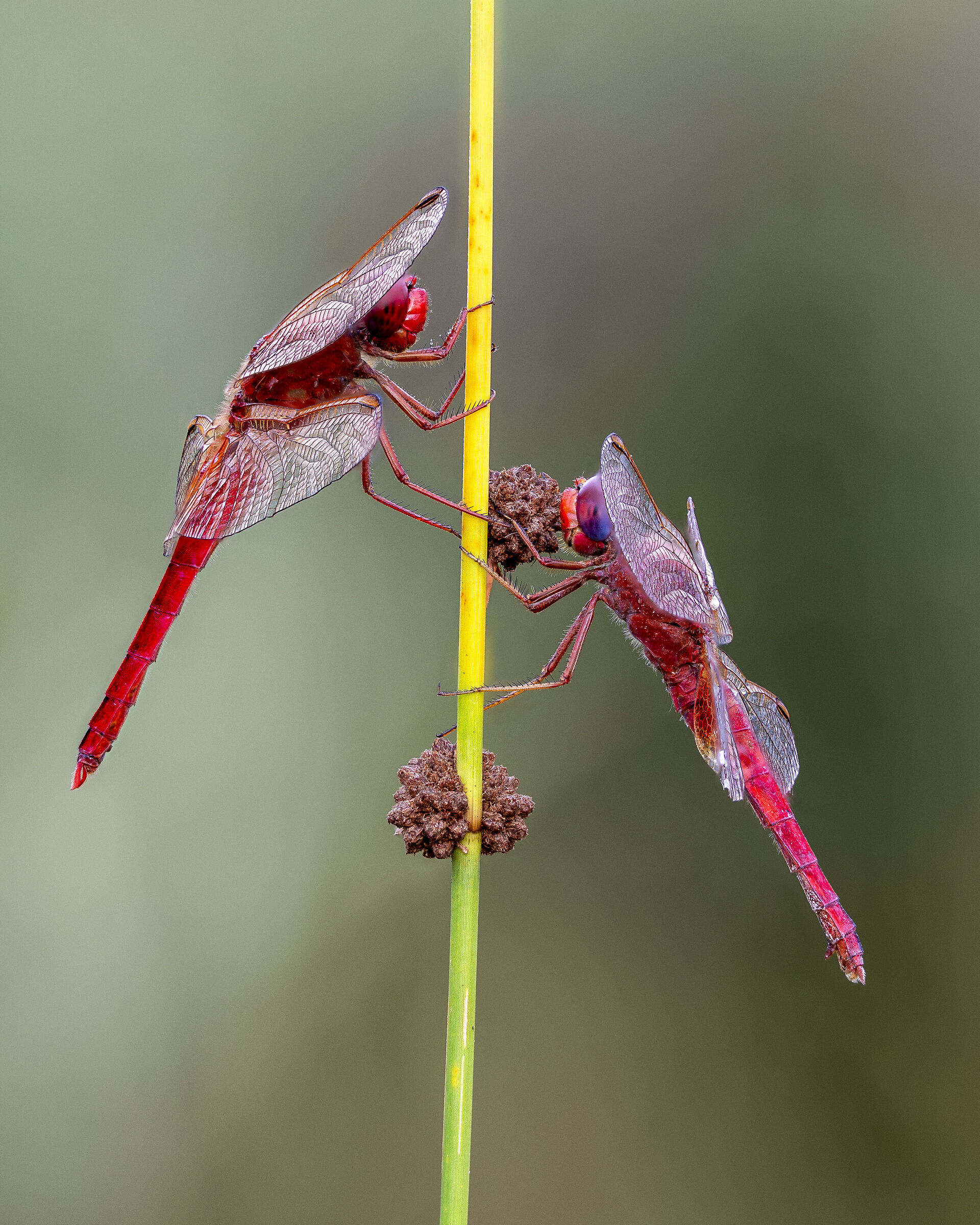 Red Dragonflies