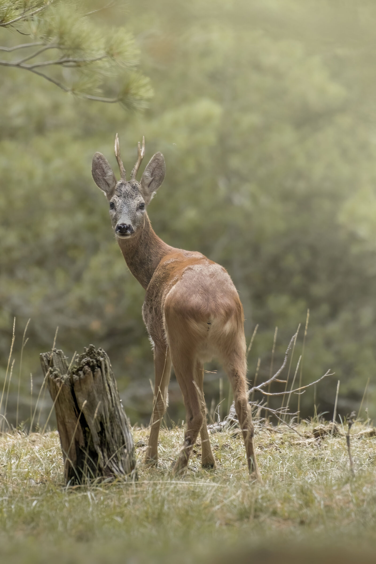 In the thick of the woods