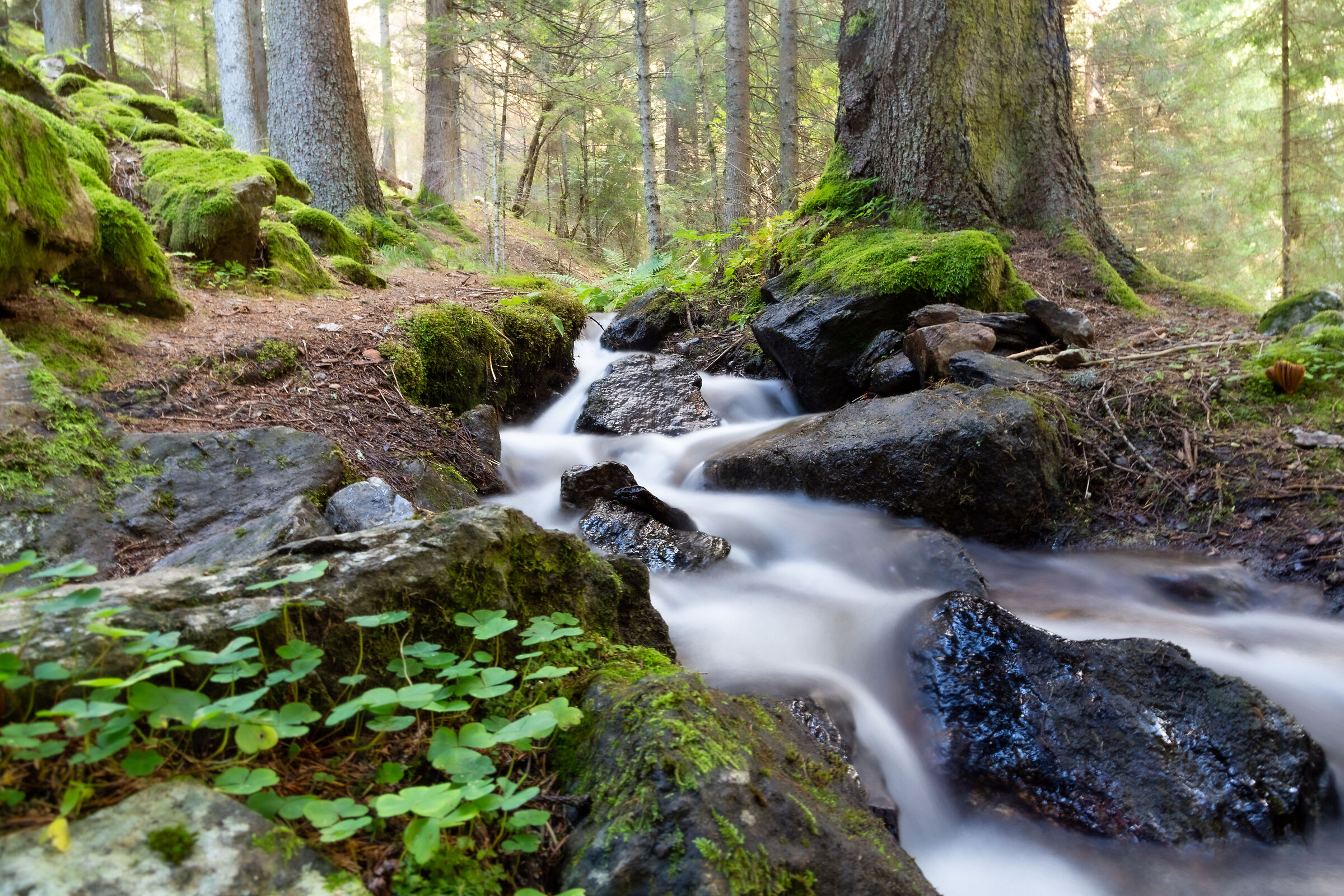 forest