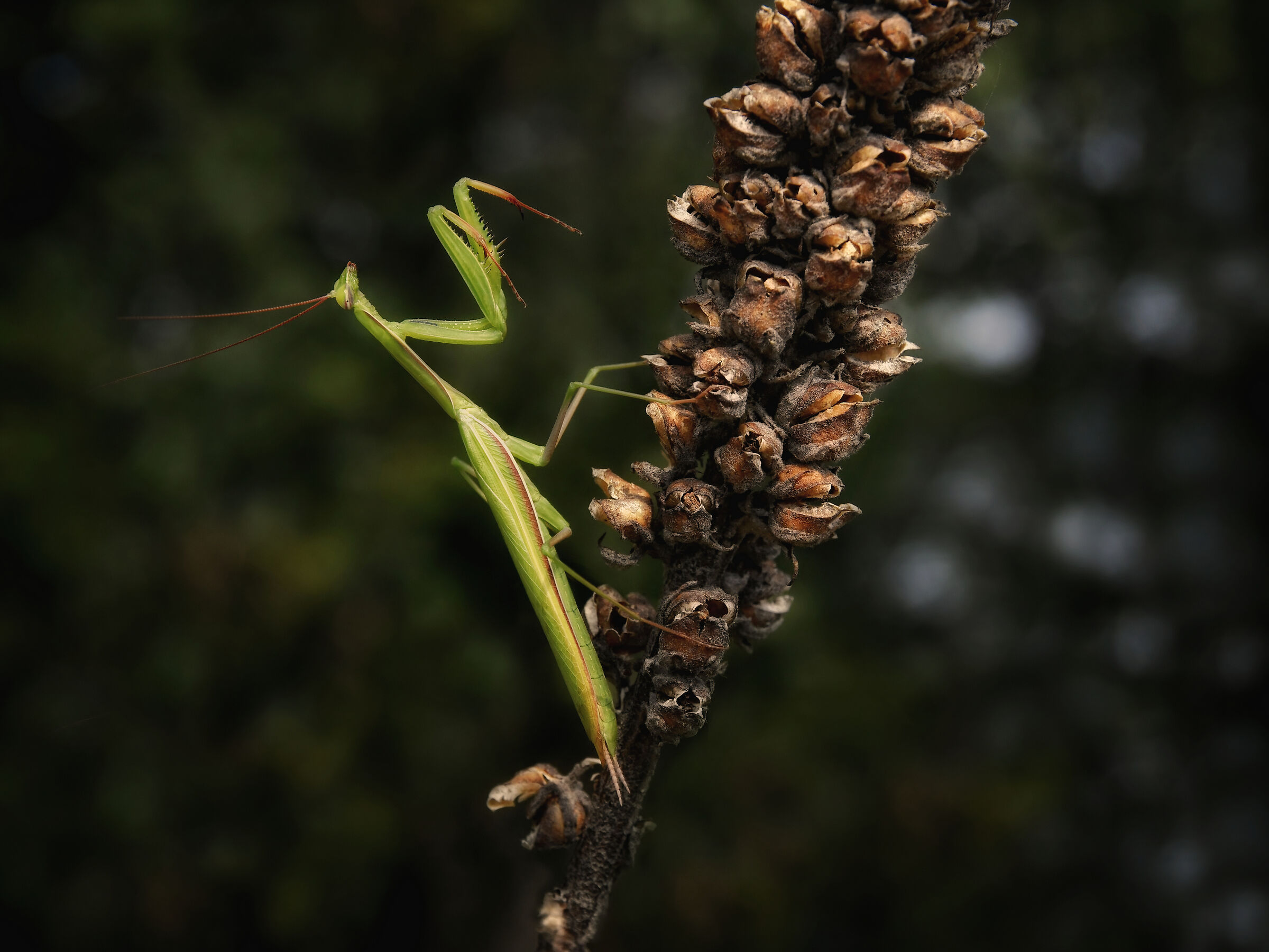 Direttore d'orchestra