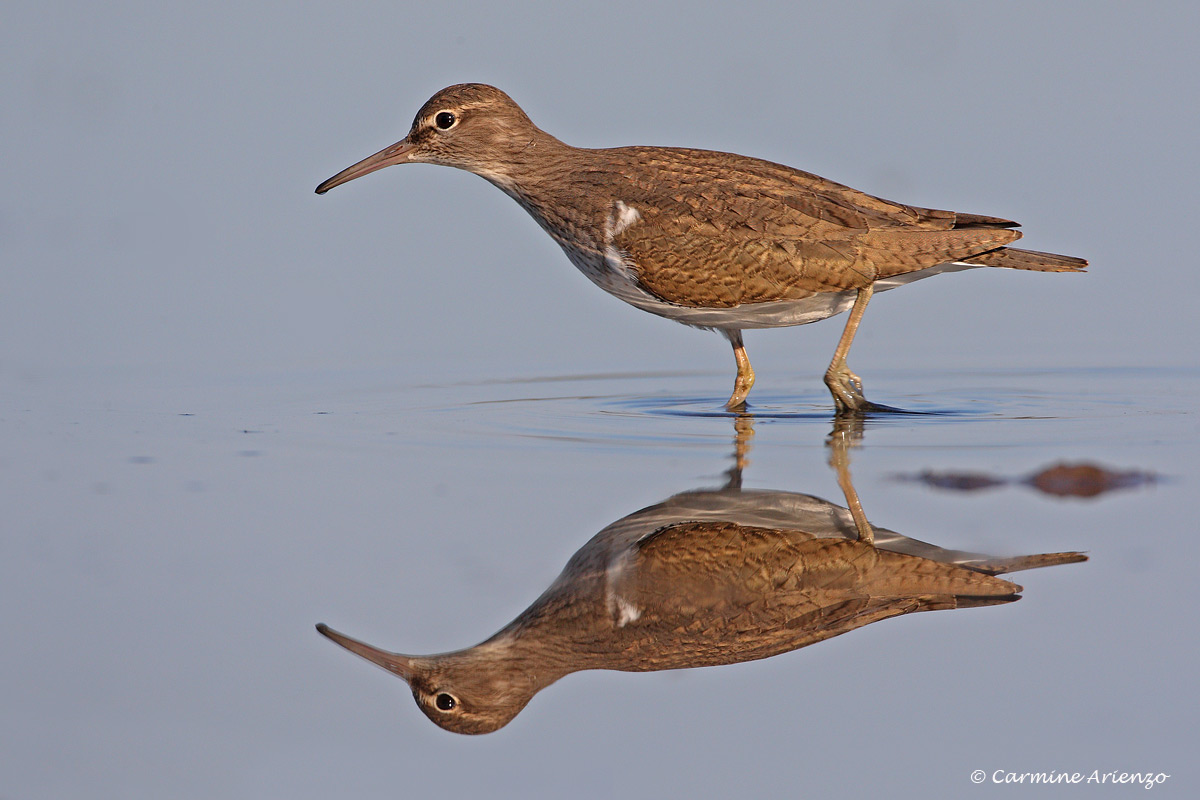 Piro piro allo specchio