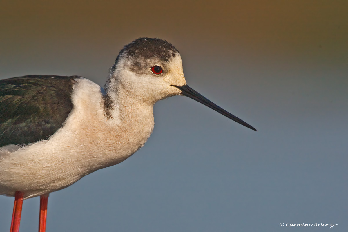 Cavalier d'Italia ritratto
