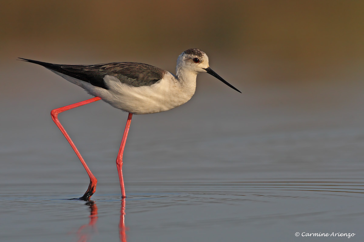 Cavaliere d'Italia 2