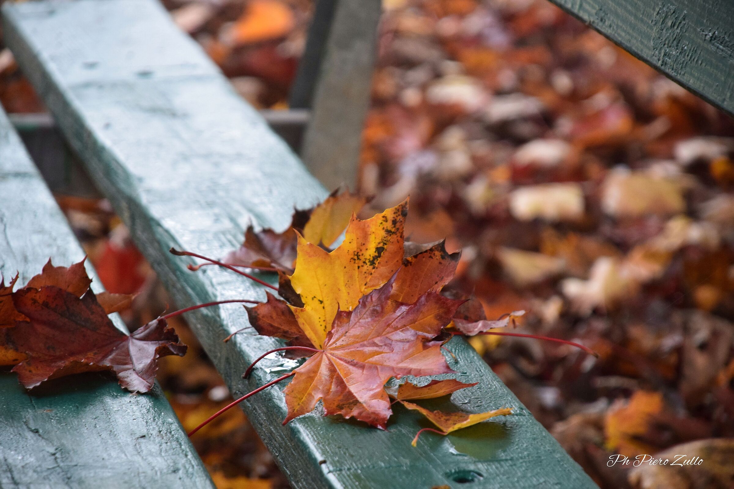 autumn is approaching ?