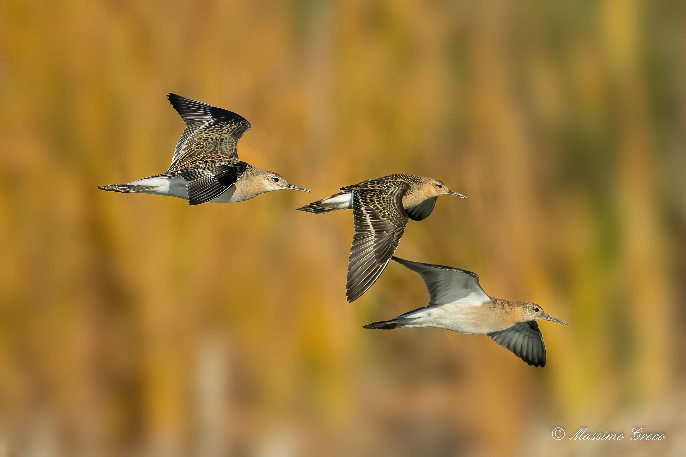 Fighters (Philomachus pugnax)