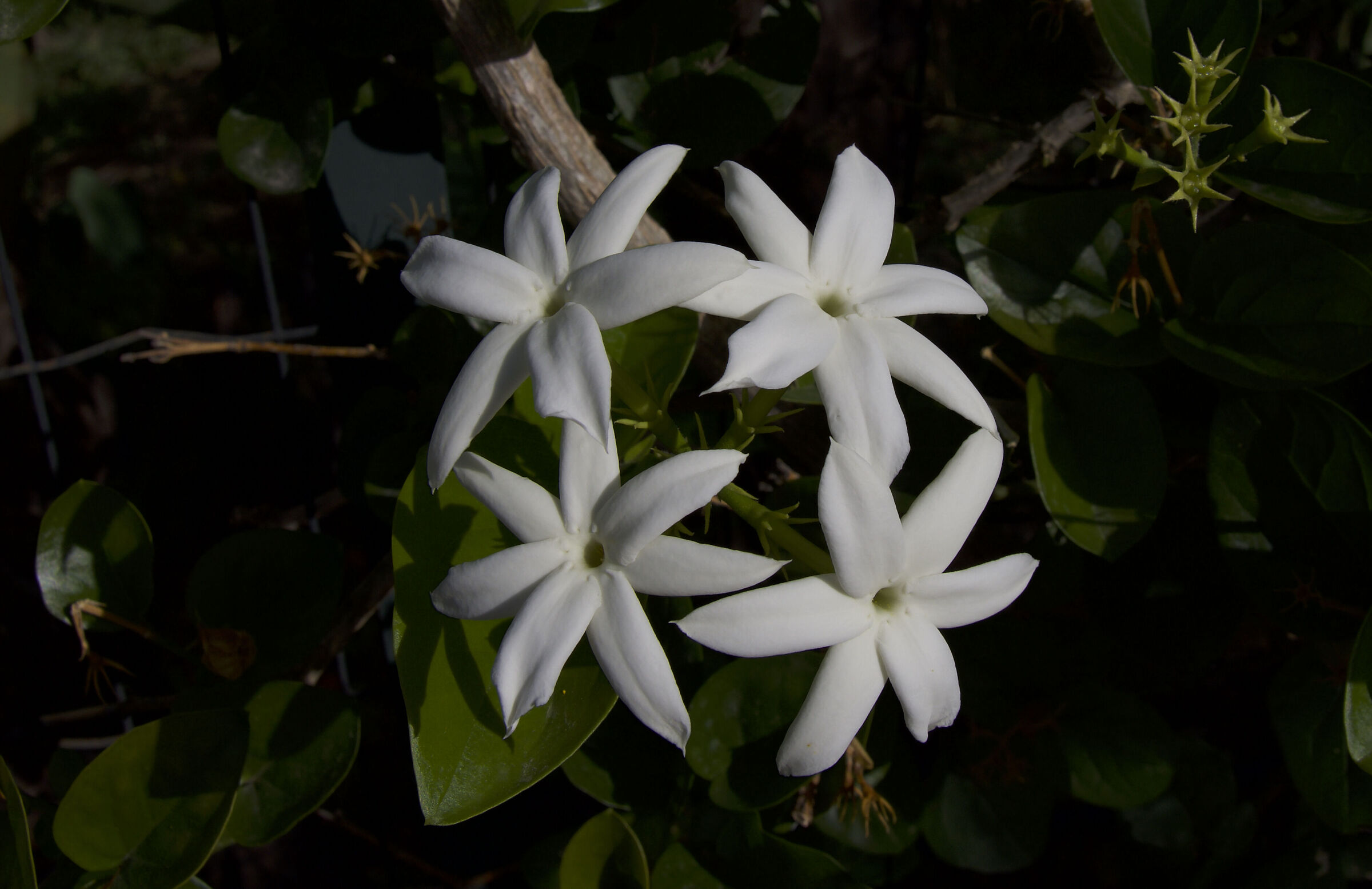Jasmine