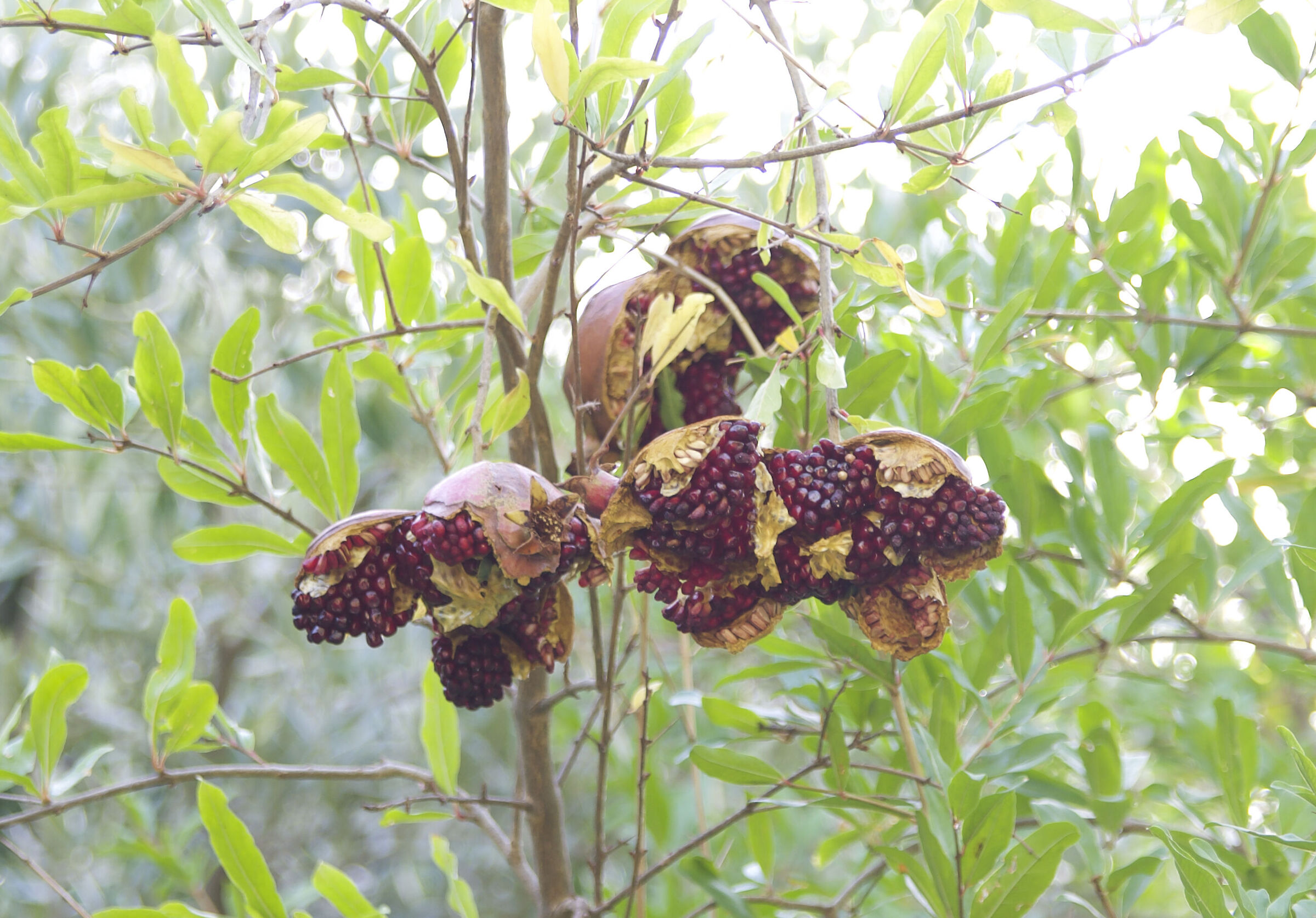 Pomegranates