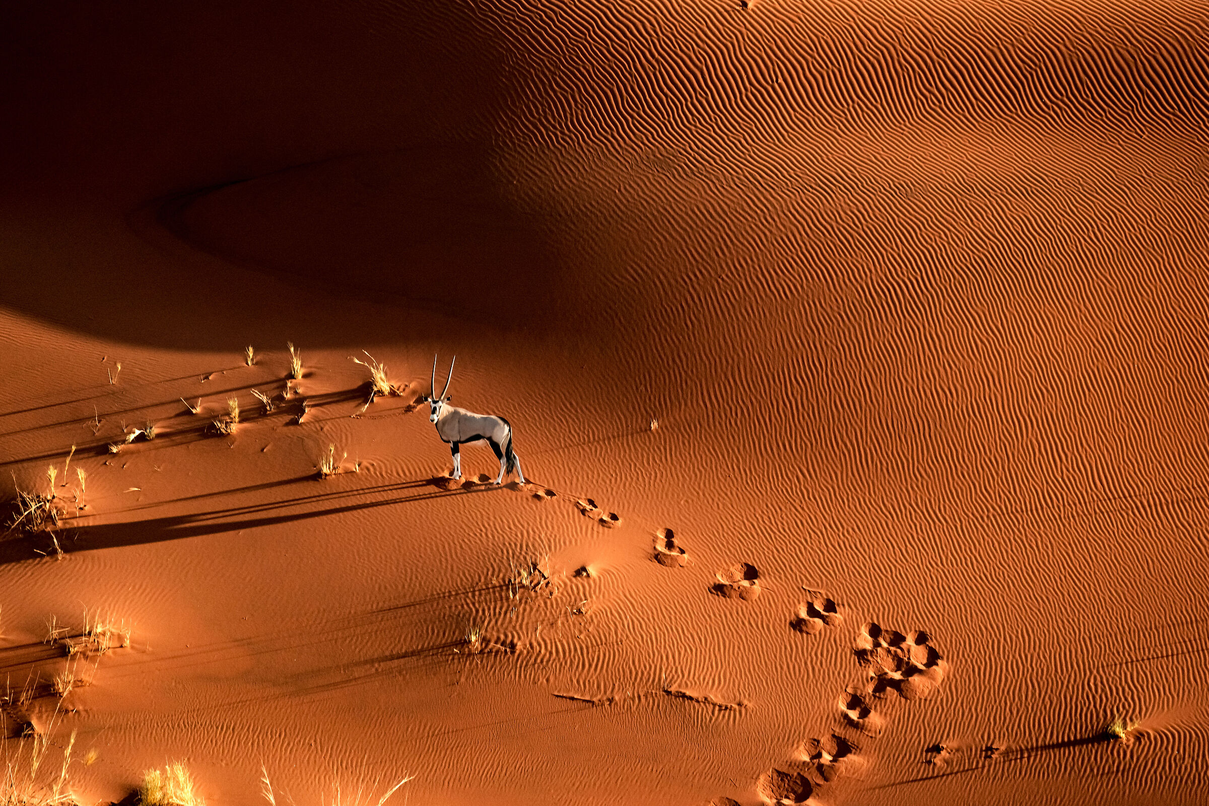 oryx in the desert
