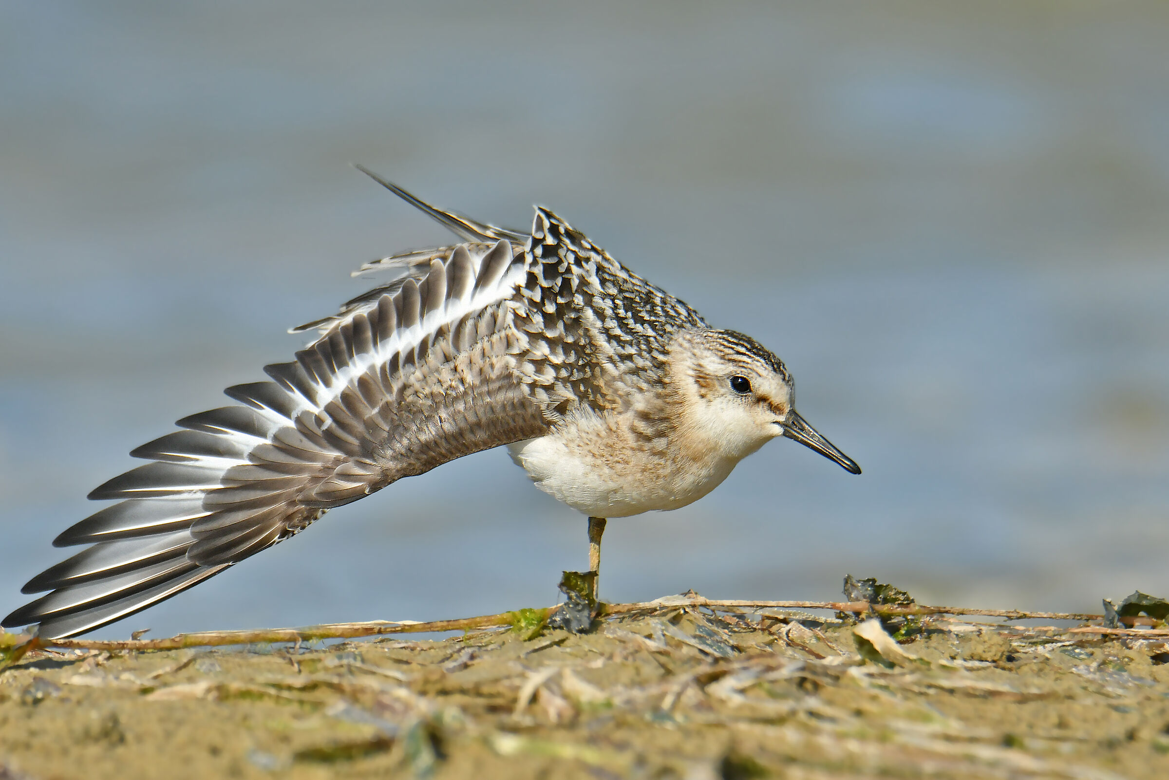 Three-toed sandpiper
