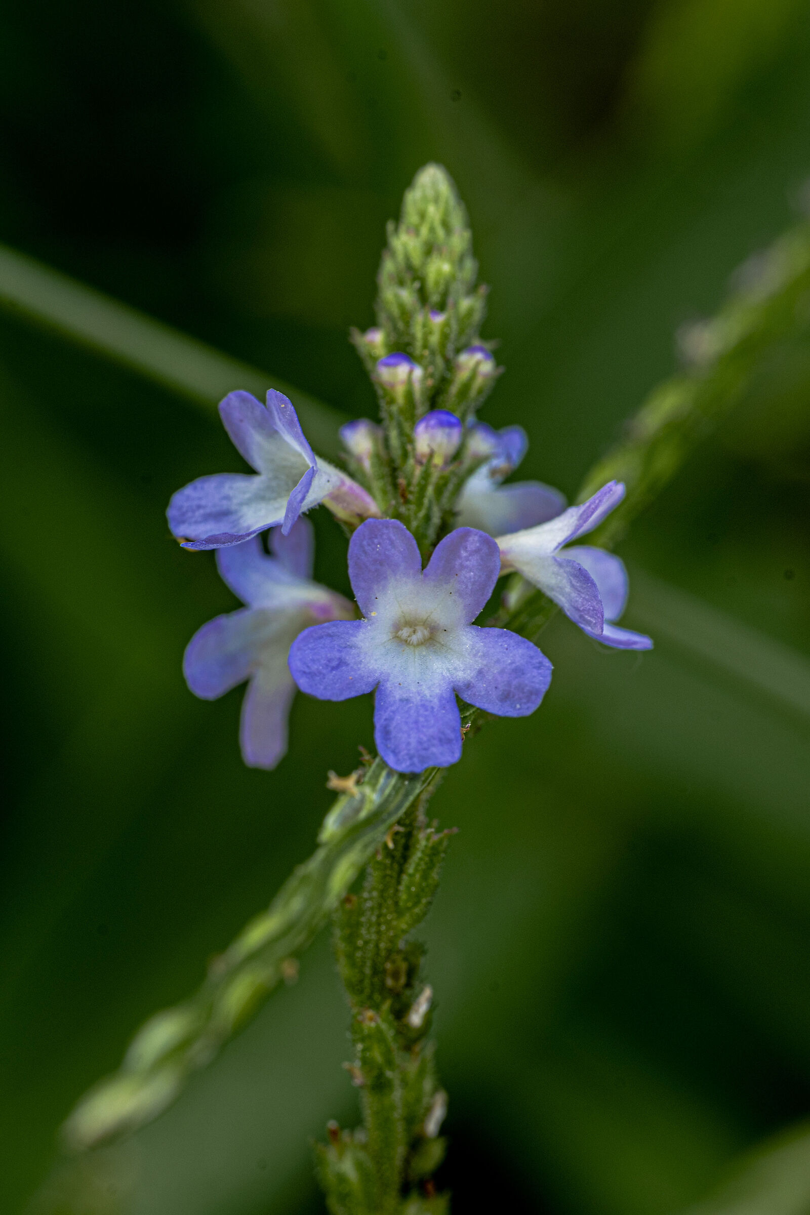 Verbena