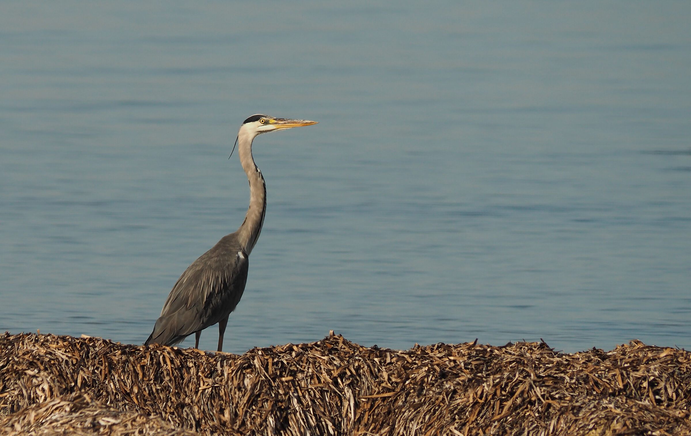 Airone Cenerino di fine estate