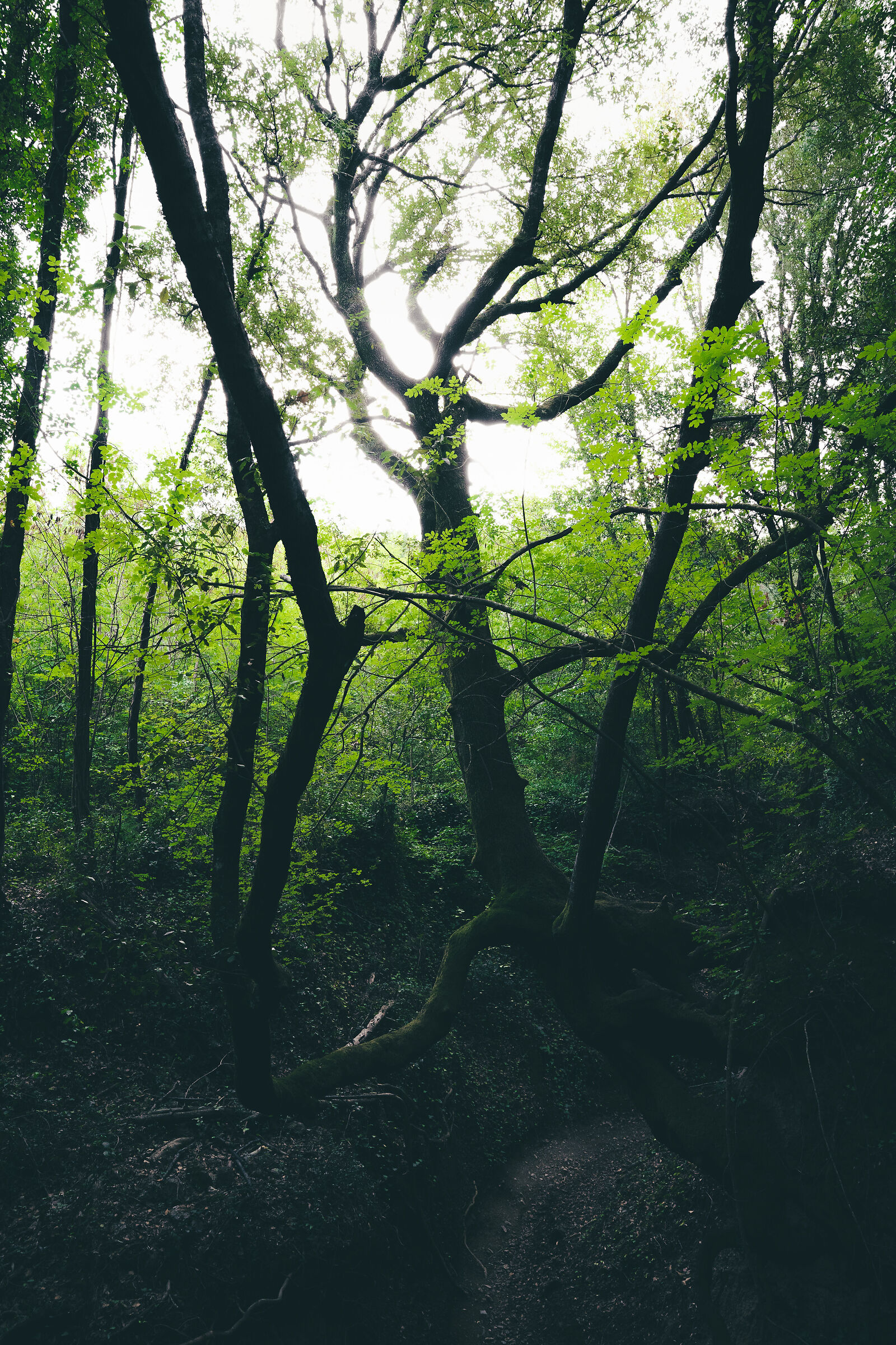 The King of the Canyon