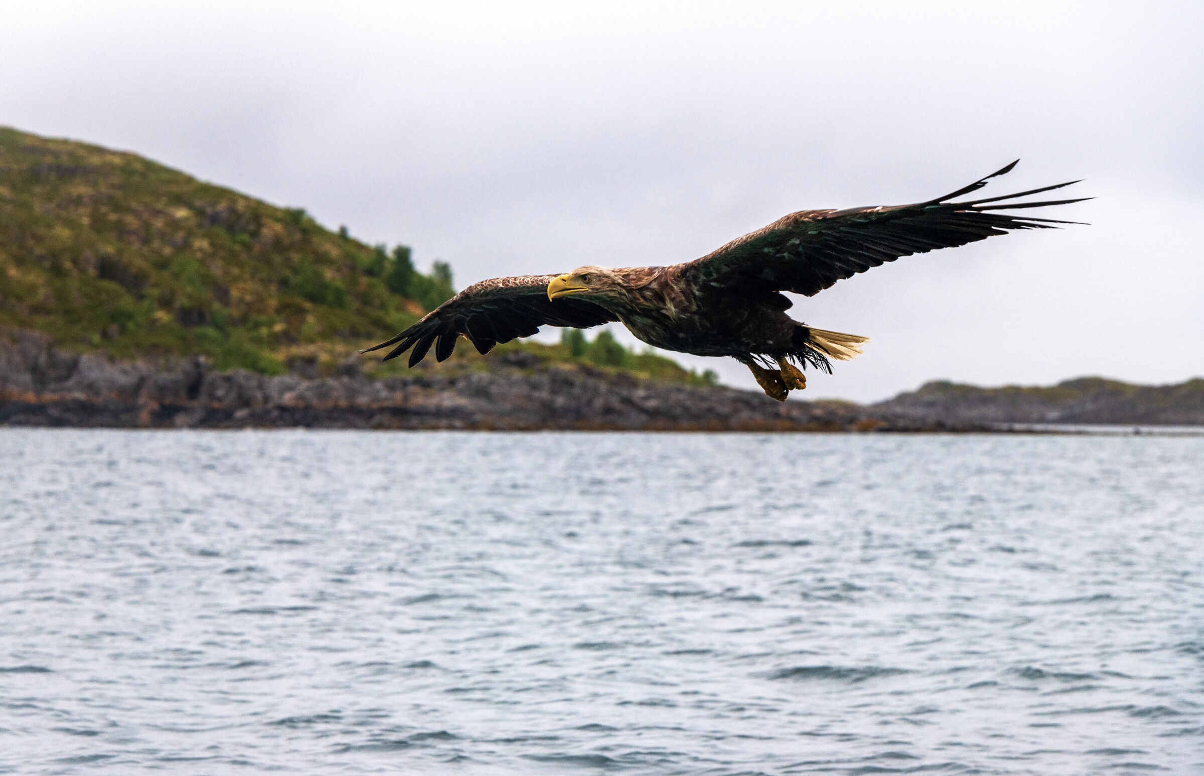 Sea eagle